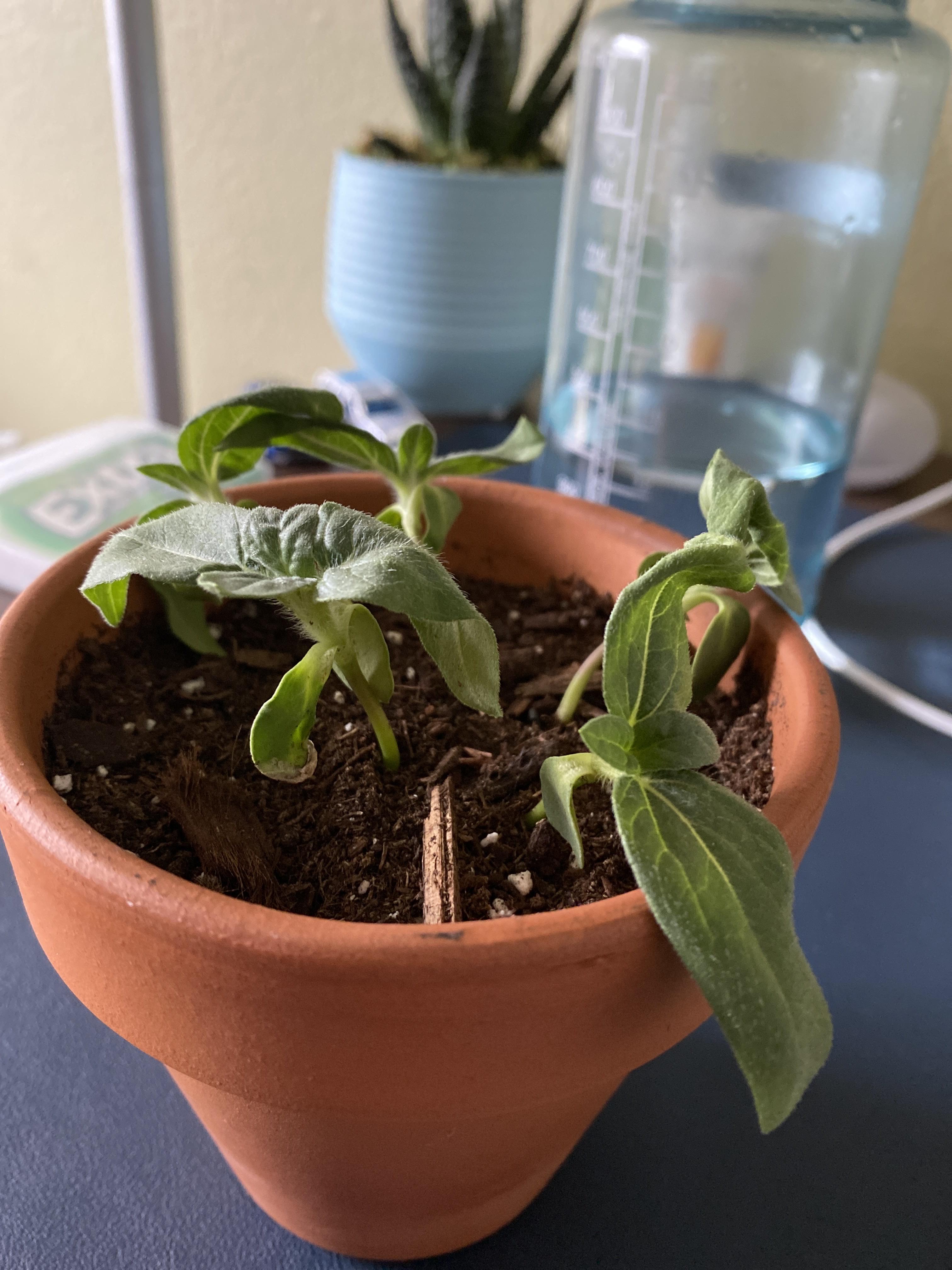 i think i overwatered my dwarf sunflowers! can they be saved?? I woke
