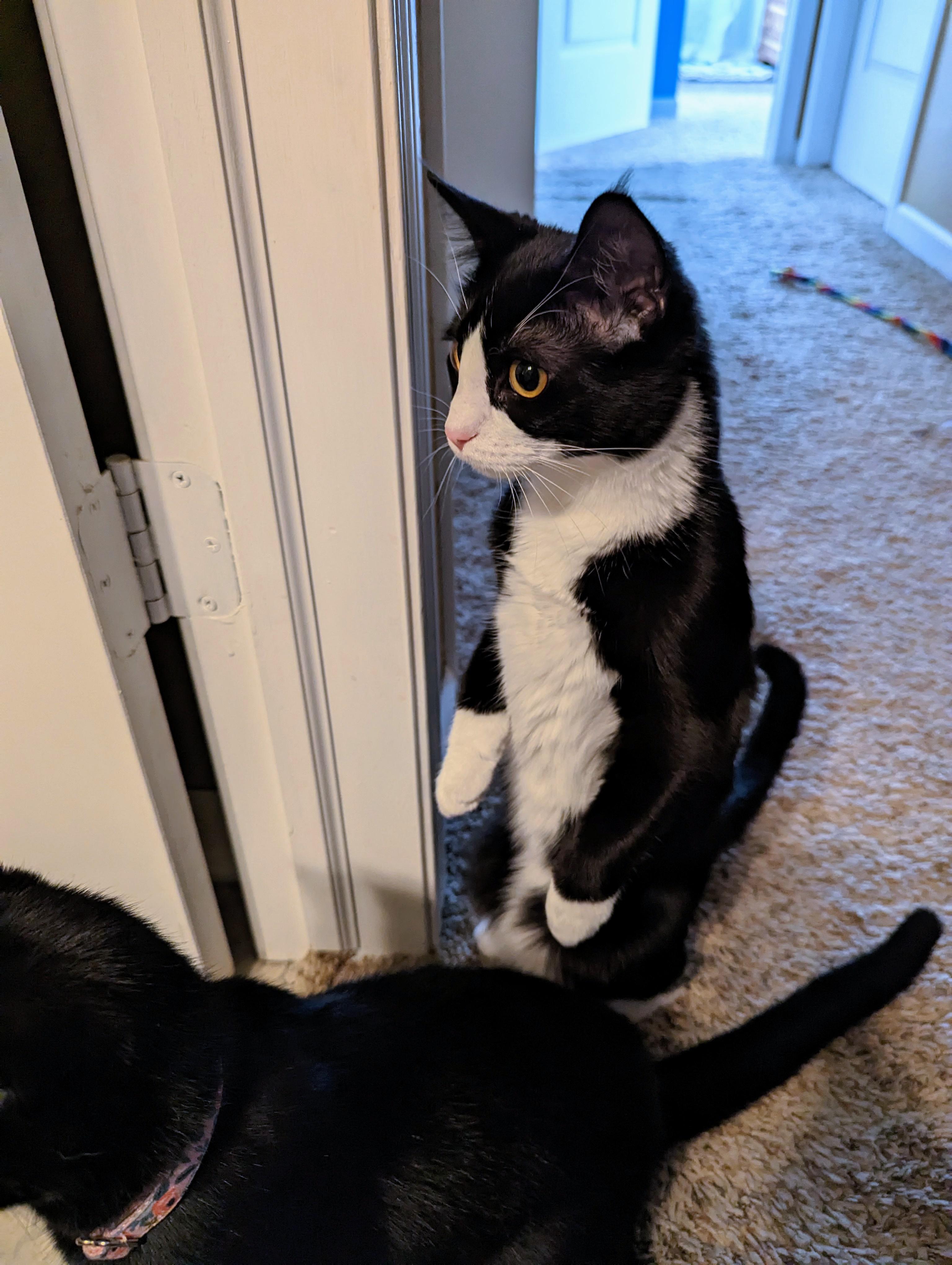 31 best u/sirstegosaurus images on Pholder The most beautiful cat I