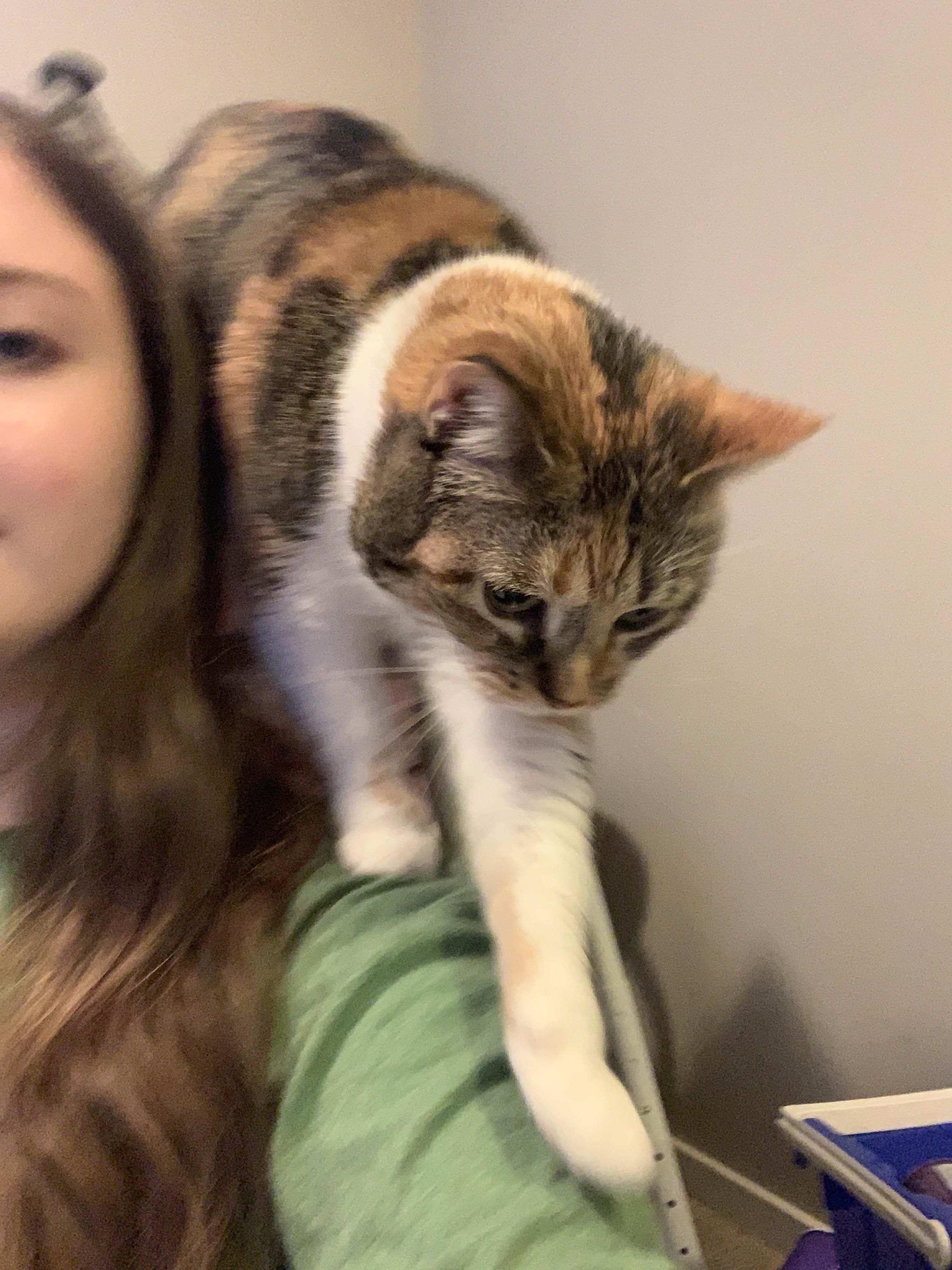 10 best u/doggosandmemes images on Pholder Catloaf, Feemagers and