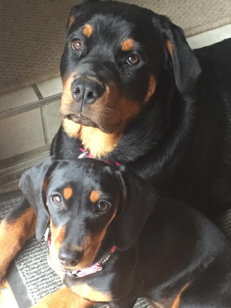 The similarities of our Rottweiler and Dachshund pups