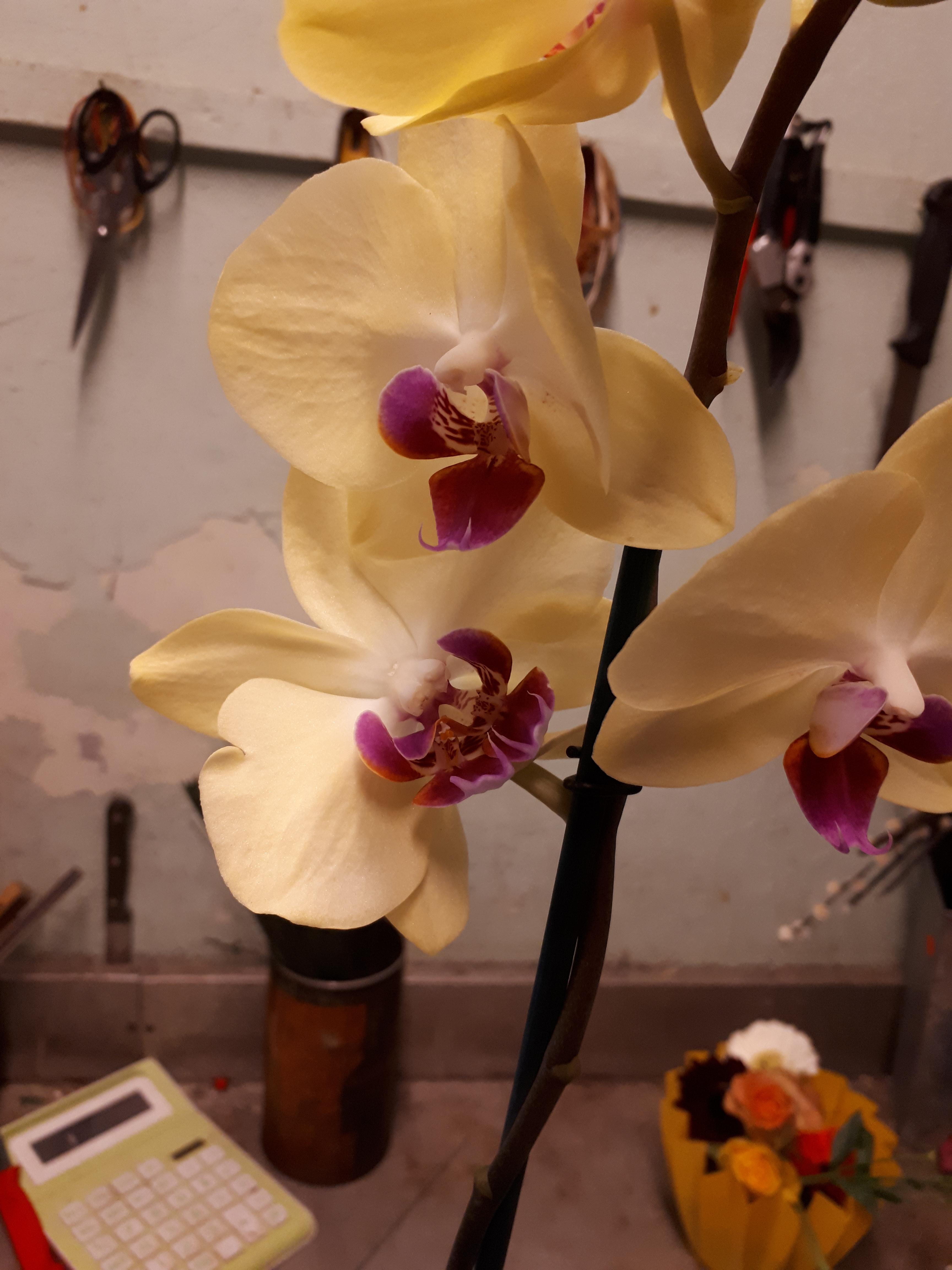 This orchid has two "lips" on one flower r/mildlyinteresting