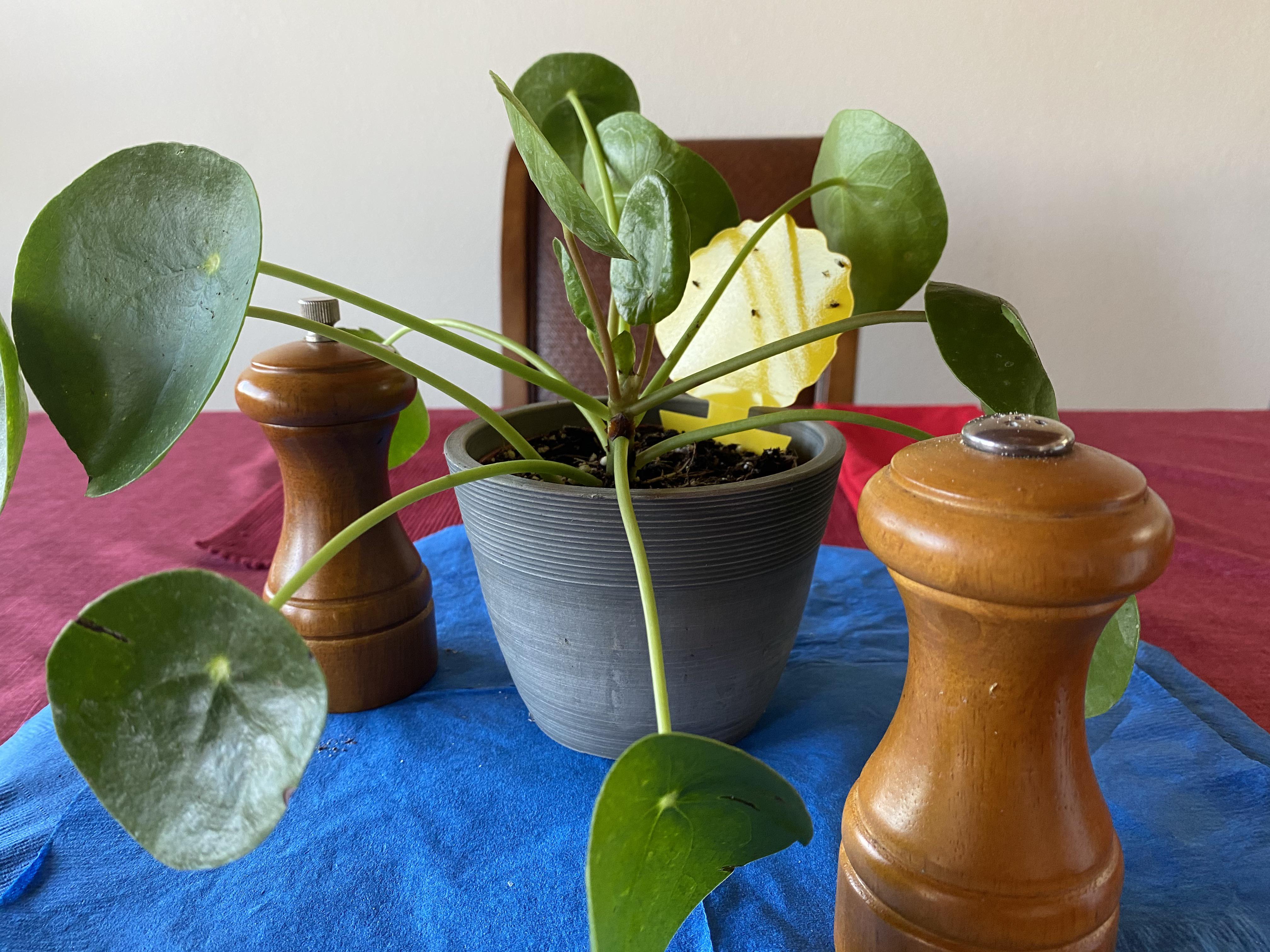 Pilea is a Fruitfly Siren? I put a fungus gnat sticker in my new pilea