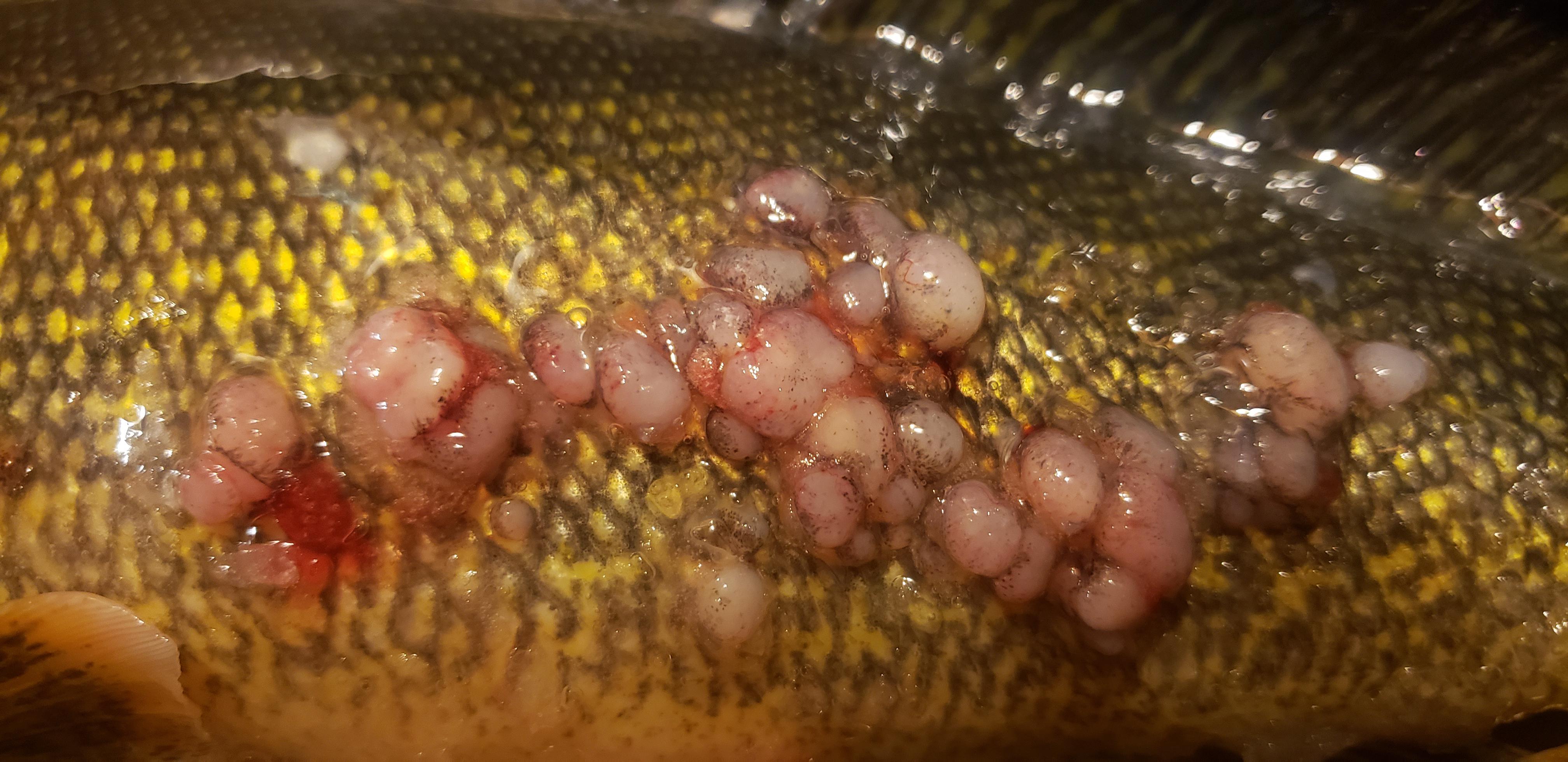 What is this? Caught a walleay ice fishing with these "warts