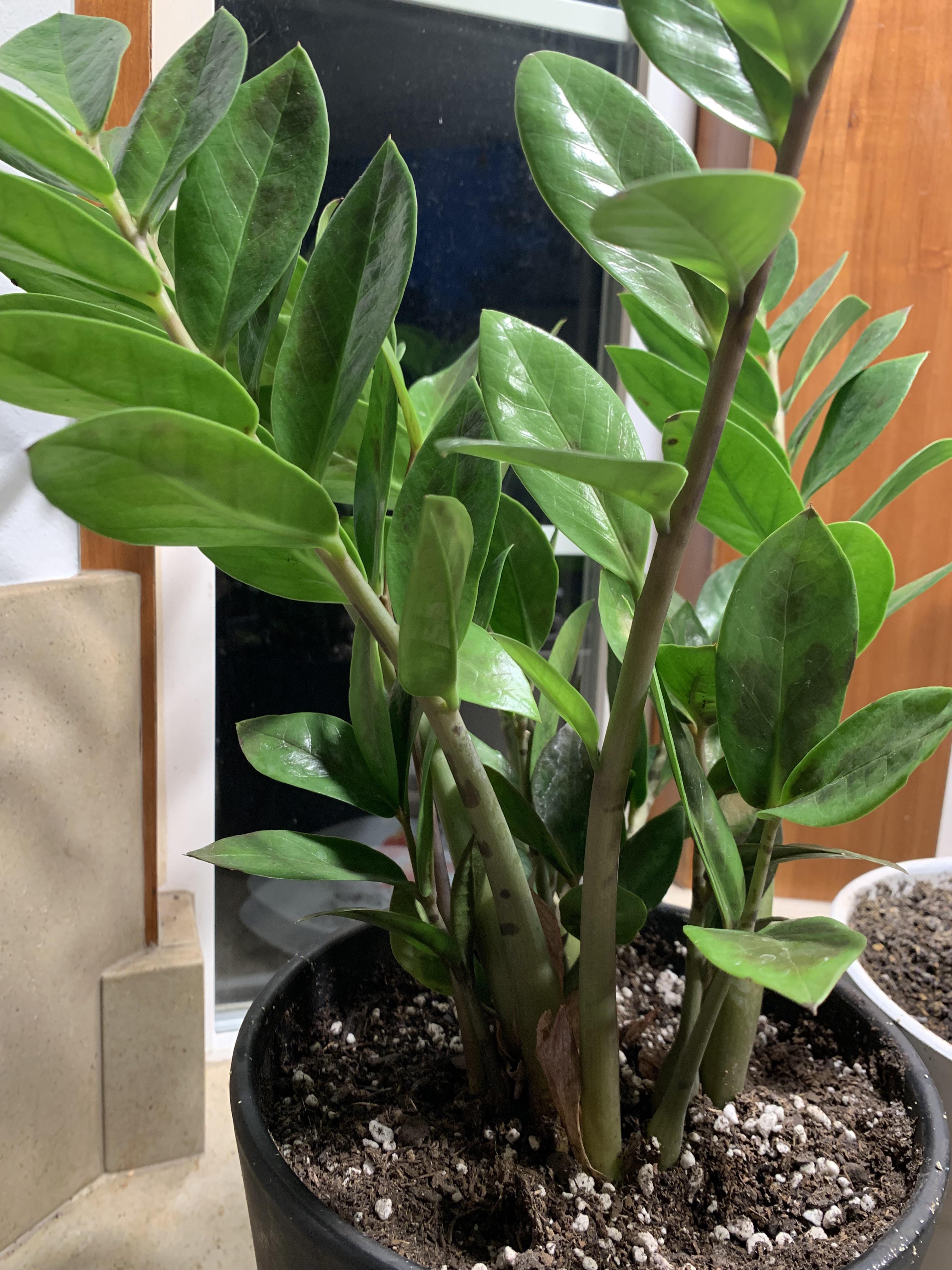 Any idea what is wrong with my Zz plant? I rarely water. It has been in