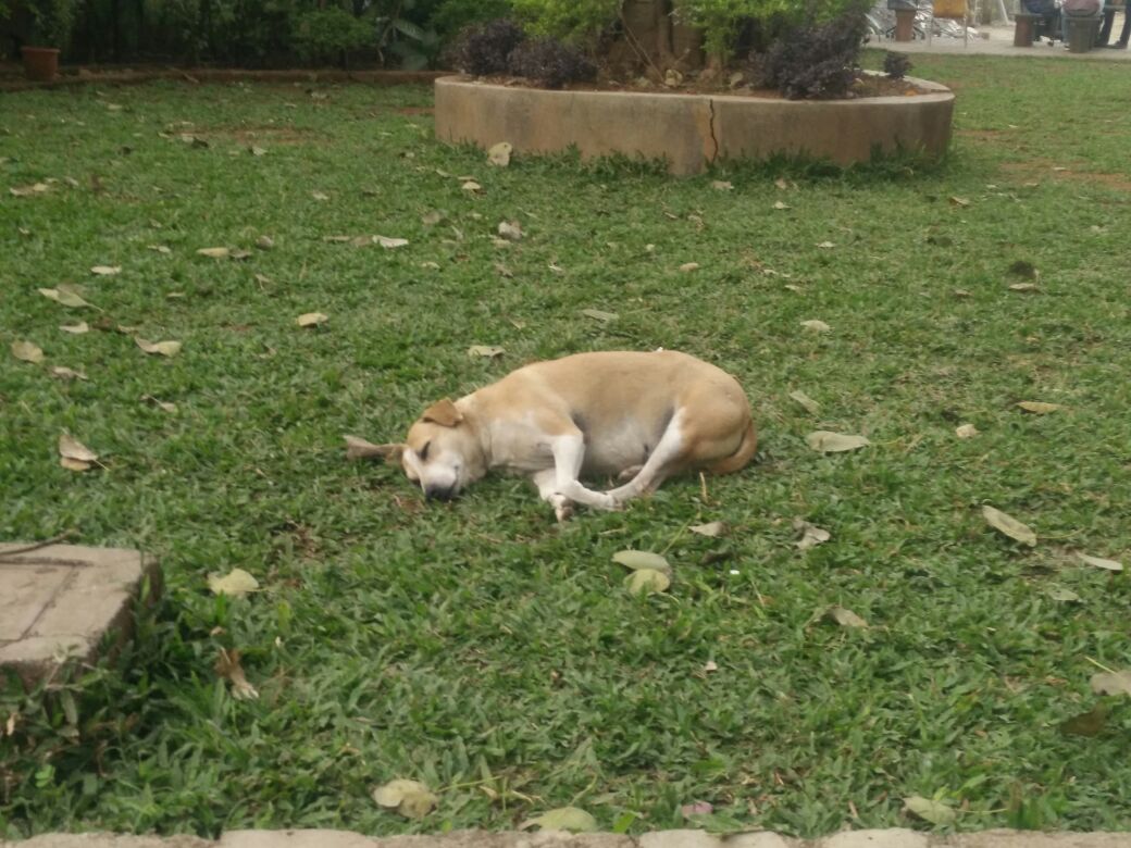 Reddit meet Karma. She's an adorable plump stray dog who lives in our