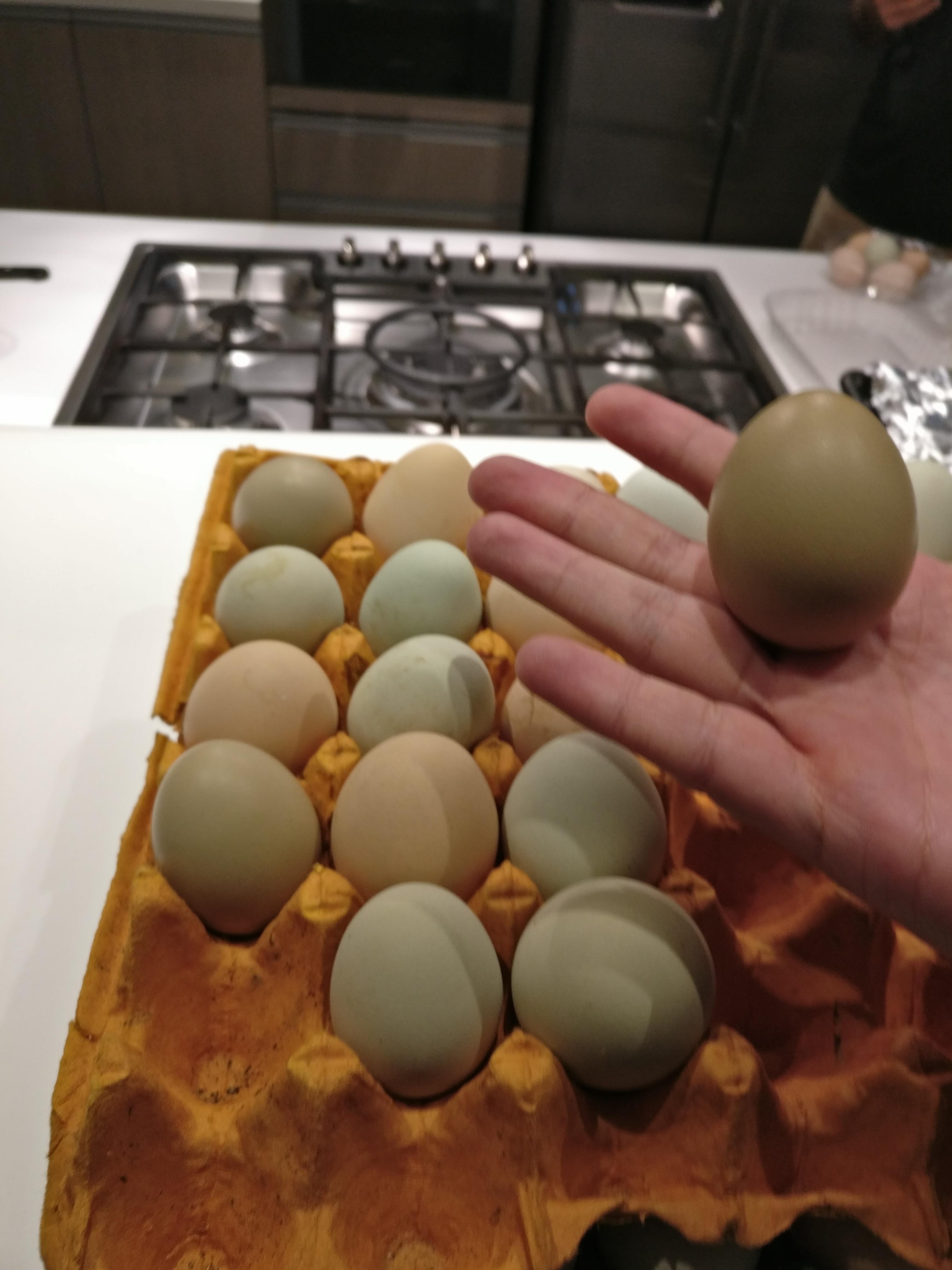 Naturally different colored chicken eggs r/mildlyinteresting