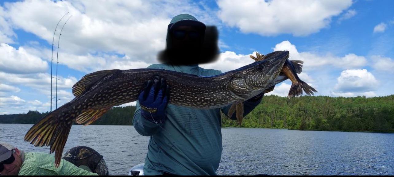 Pike caught on to my walleye Ely, MN r/Fishing
