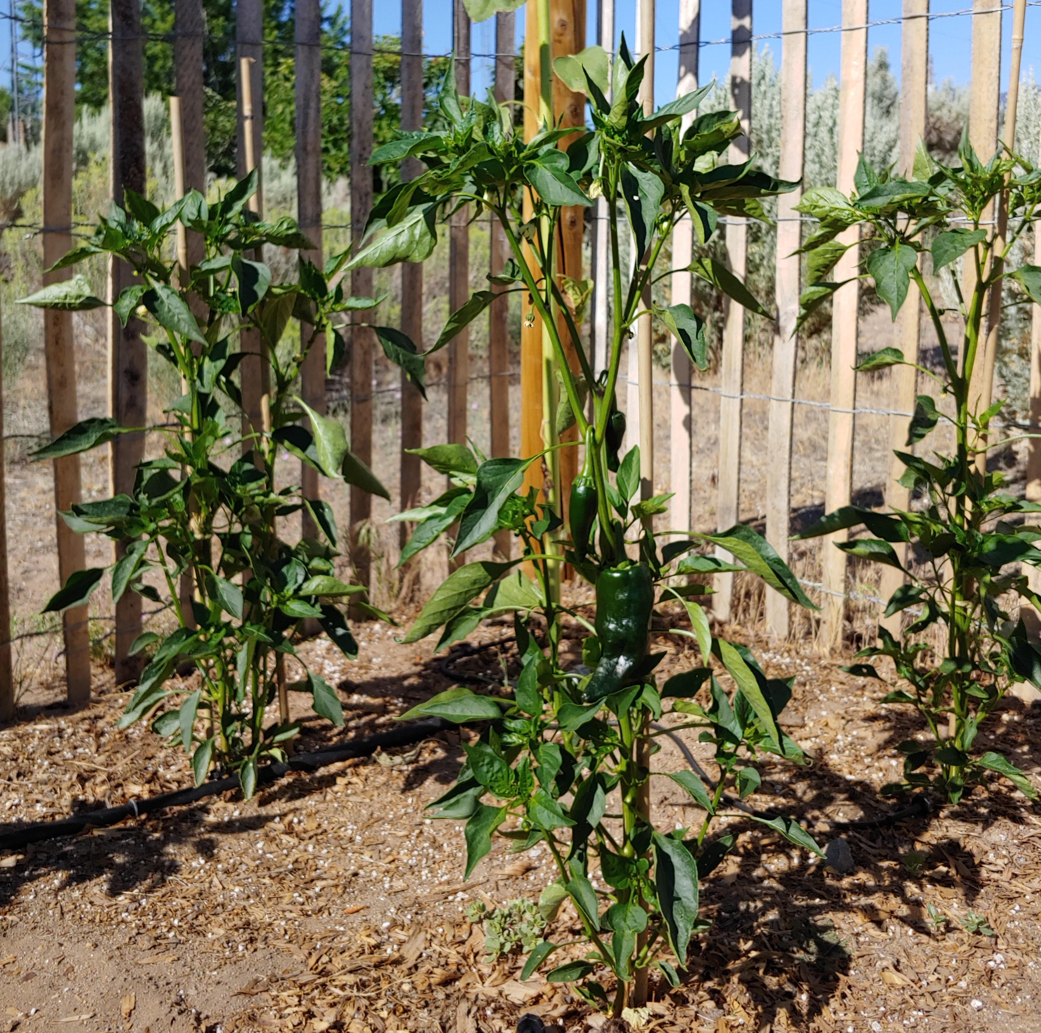 This beauty is 28 inches tall, and growing! HotPeppers