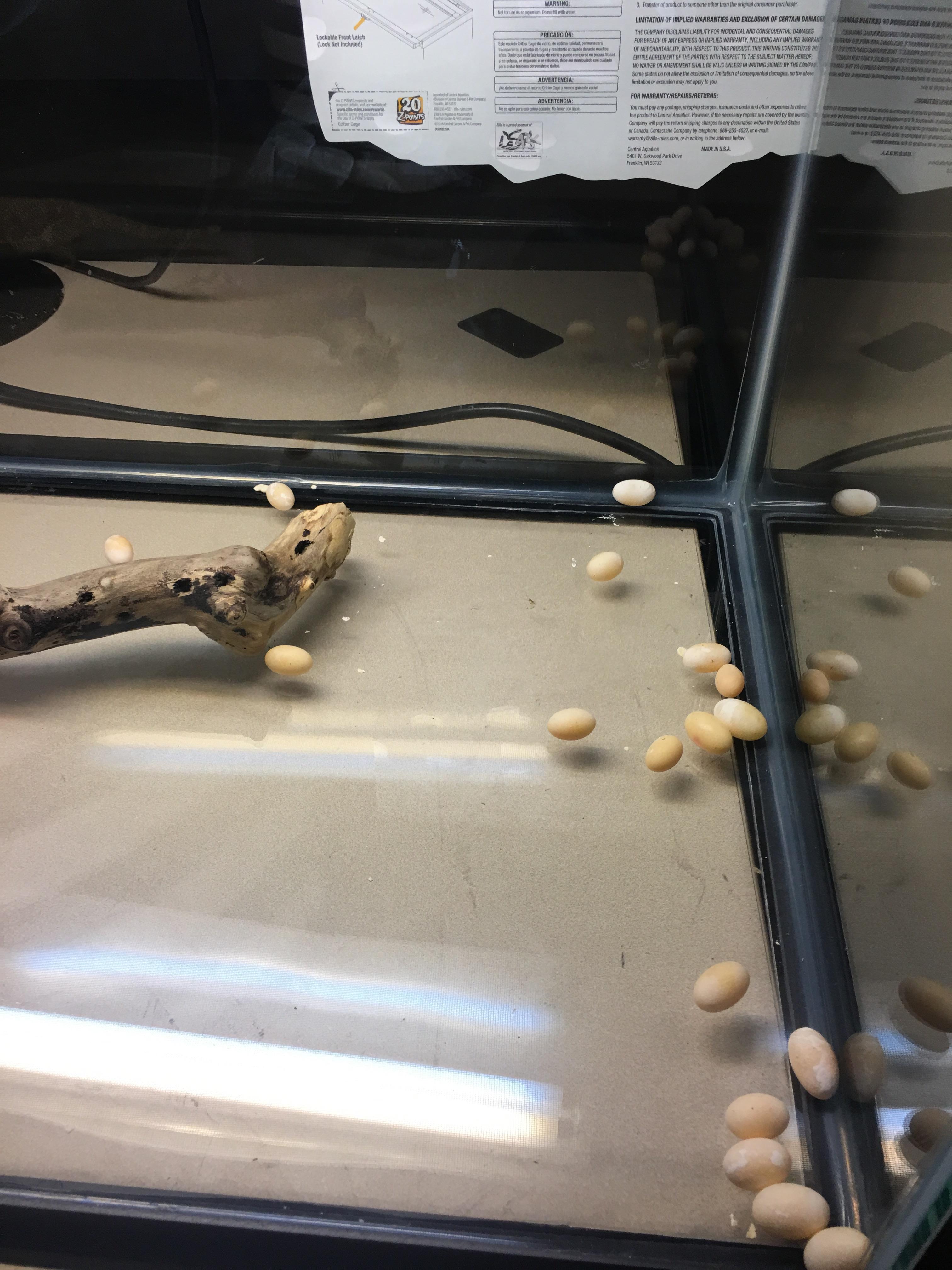 If I lay an egg on a bearded dragon, I feel really bad. do you need help