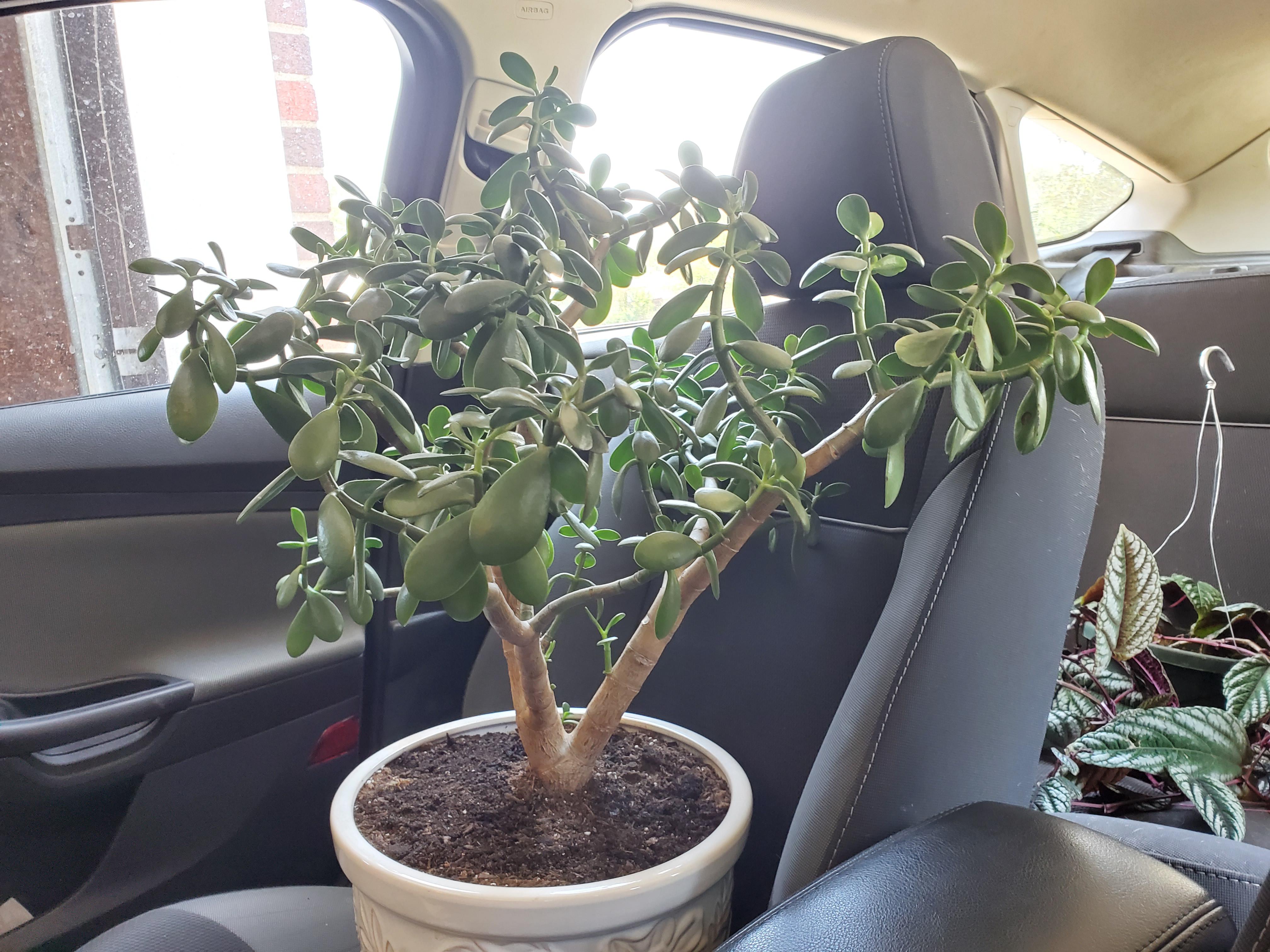 My jade is my pride and joy! r/matureplants