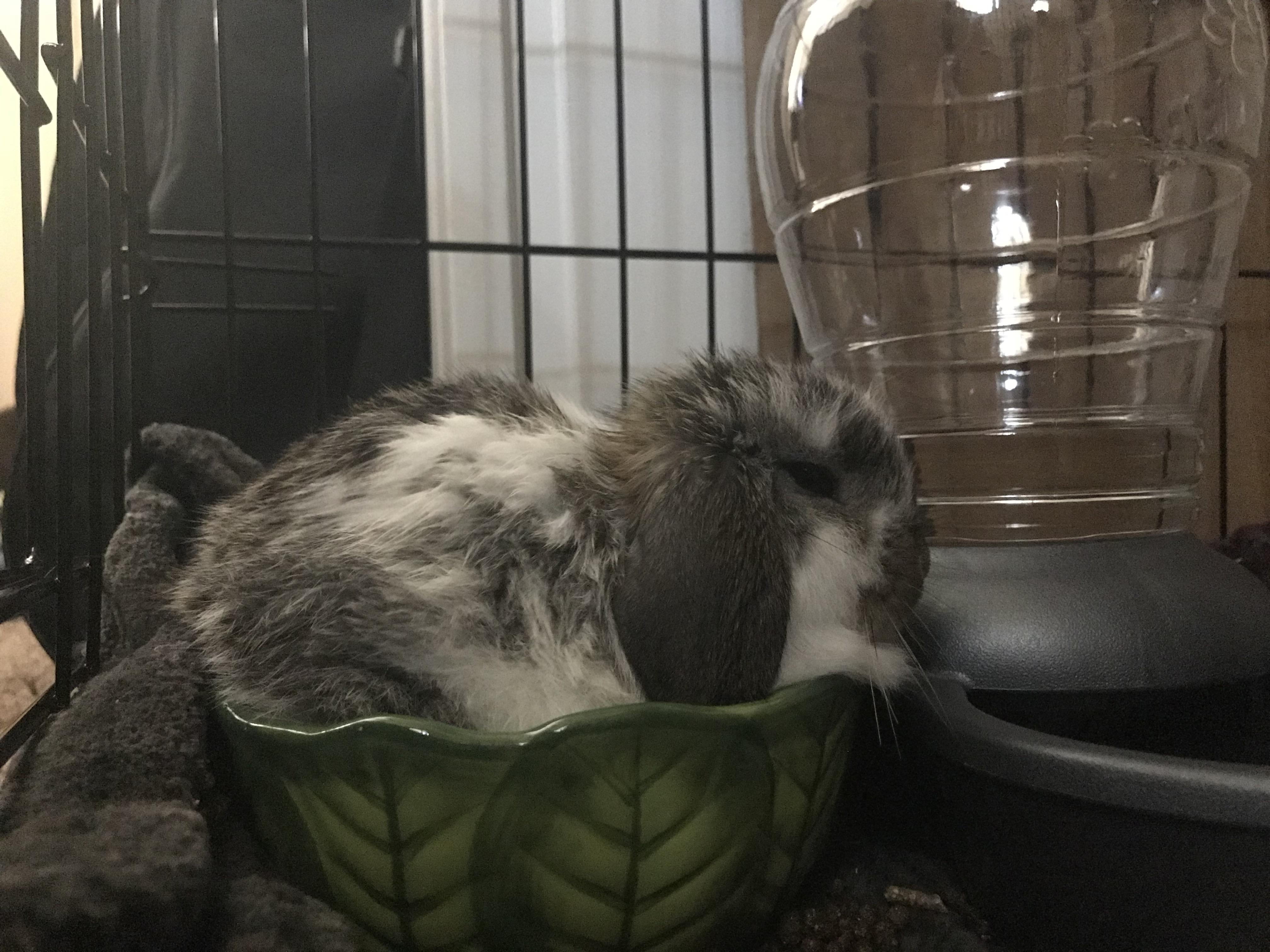 Apparently bunnies, like cats, are liquids? 🤔 r/Rabbits