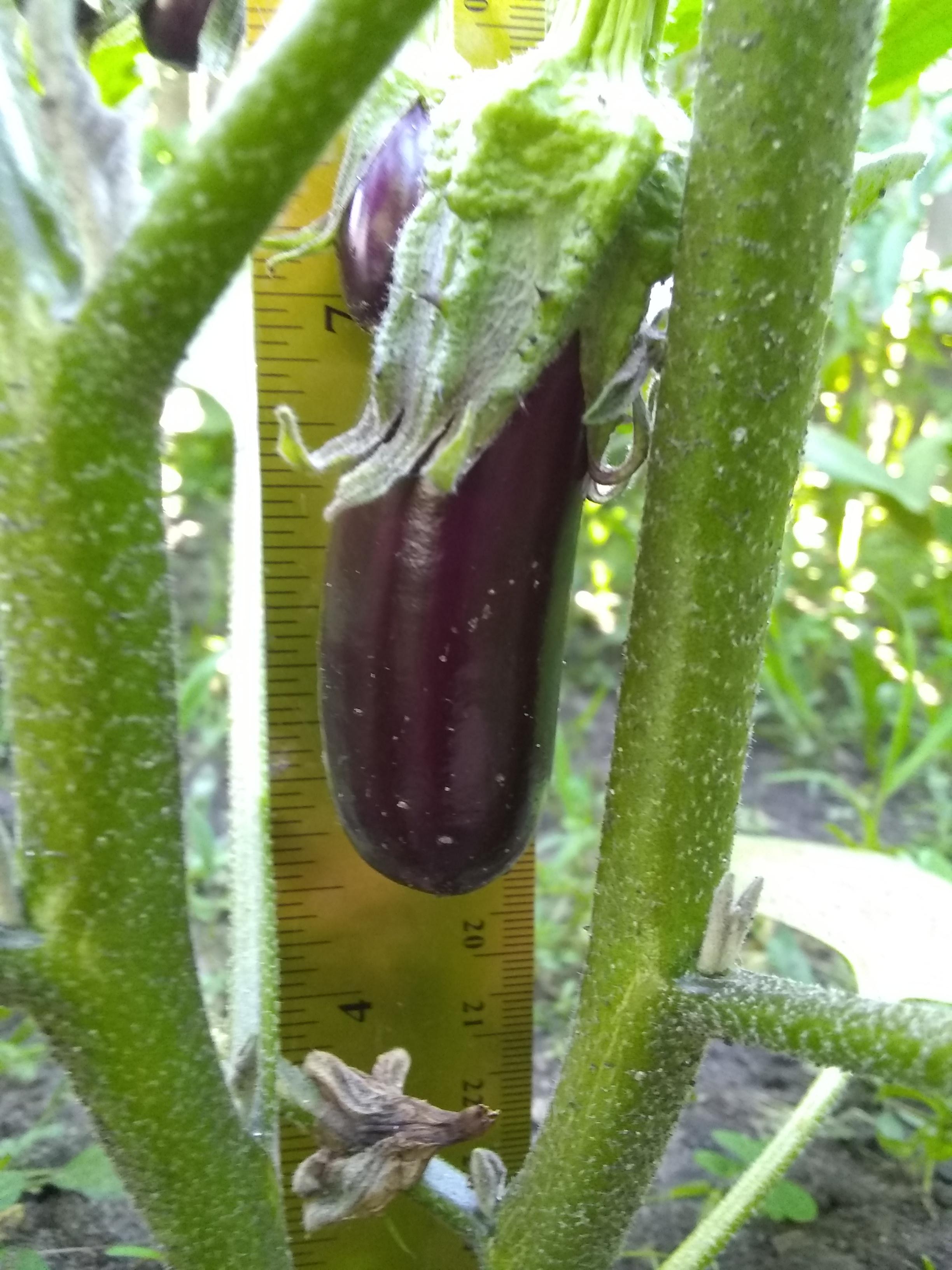 When can I be optimistic this will mature into an eggplant and not rot