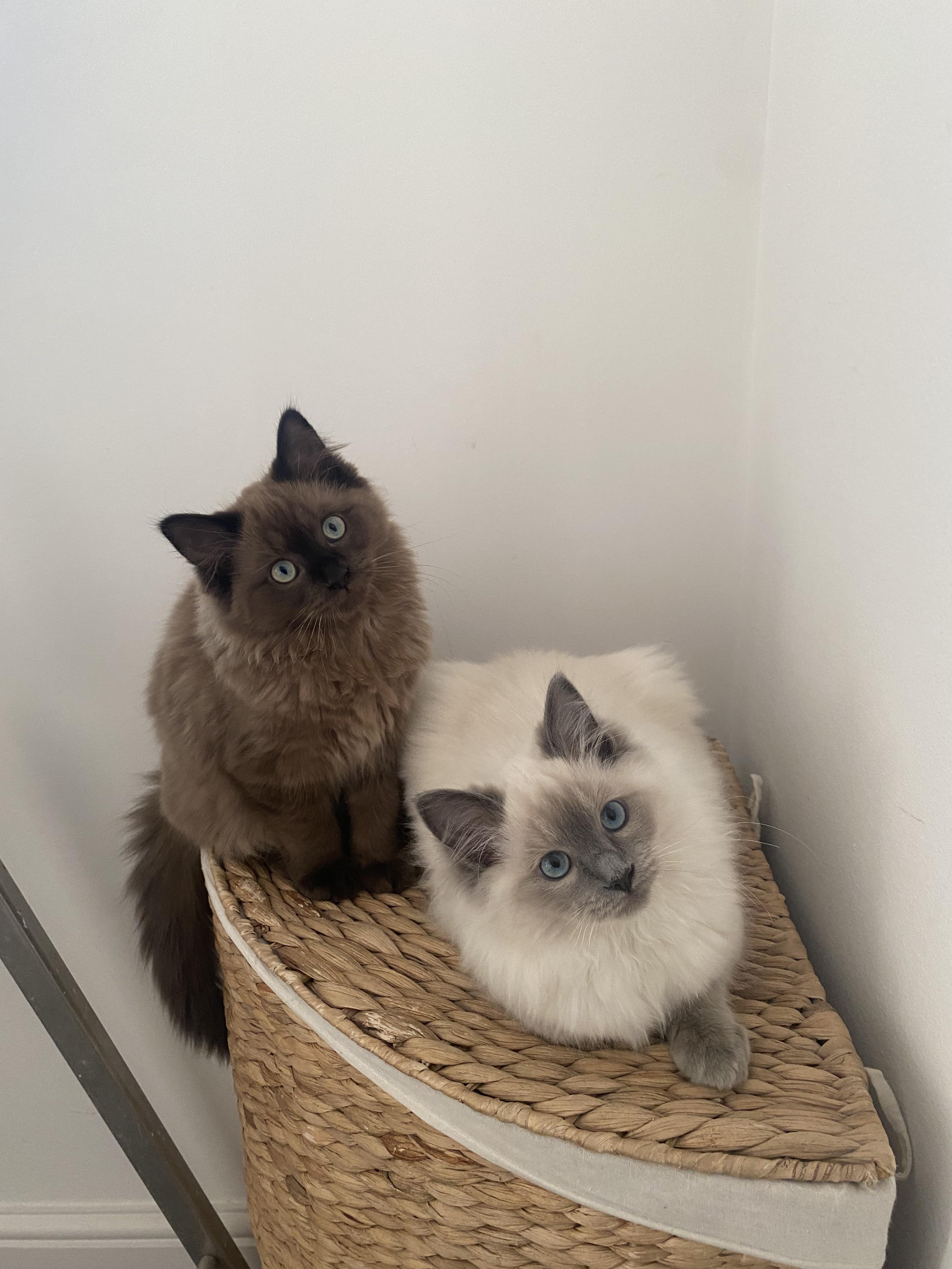 2707 best r/ragdolls images on Pholder Our boy had to get shaved due