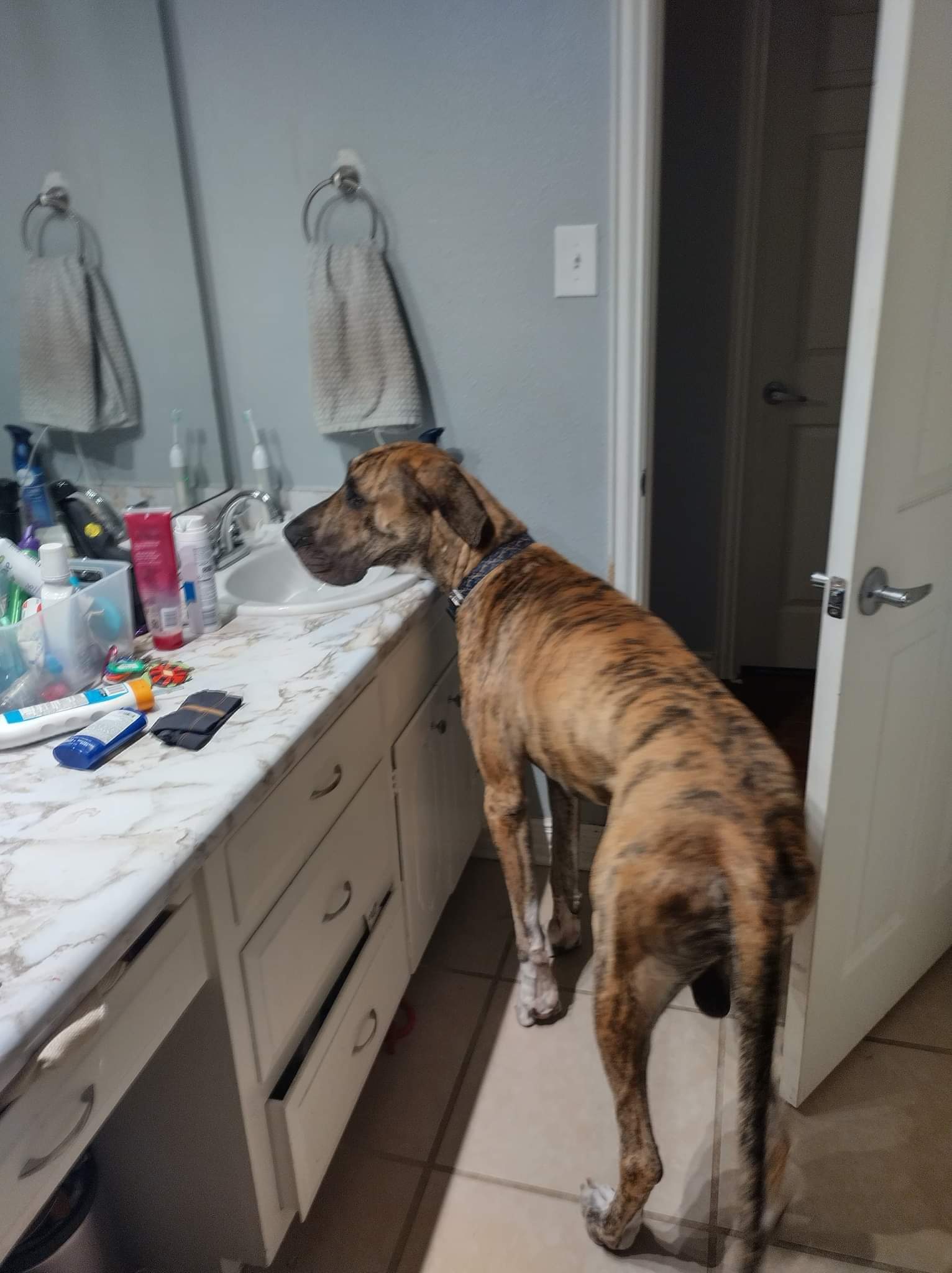 The dog I'm watching has tiger stripes r/mildlyinteresting