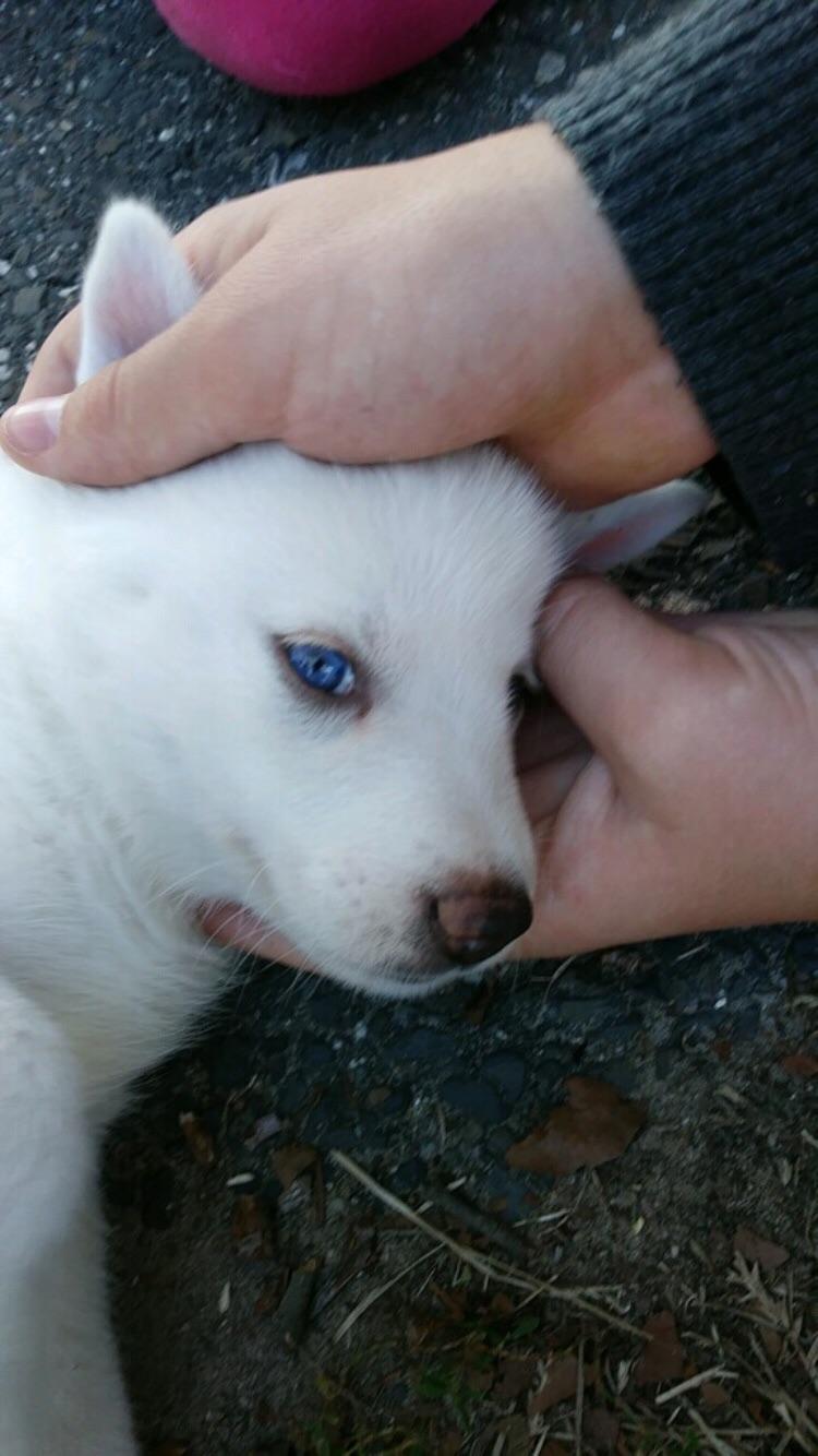 Was in my local park when I saw this puppy. She is a 4