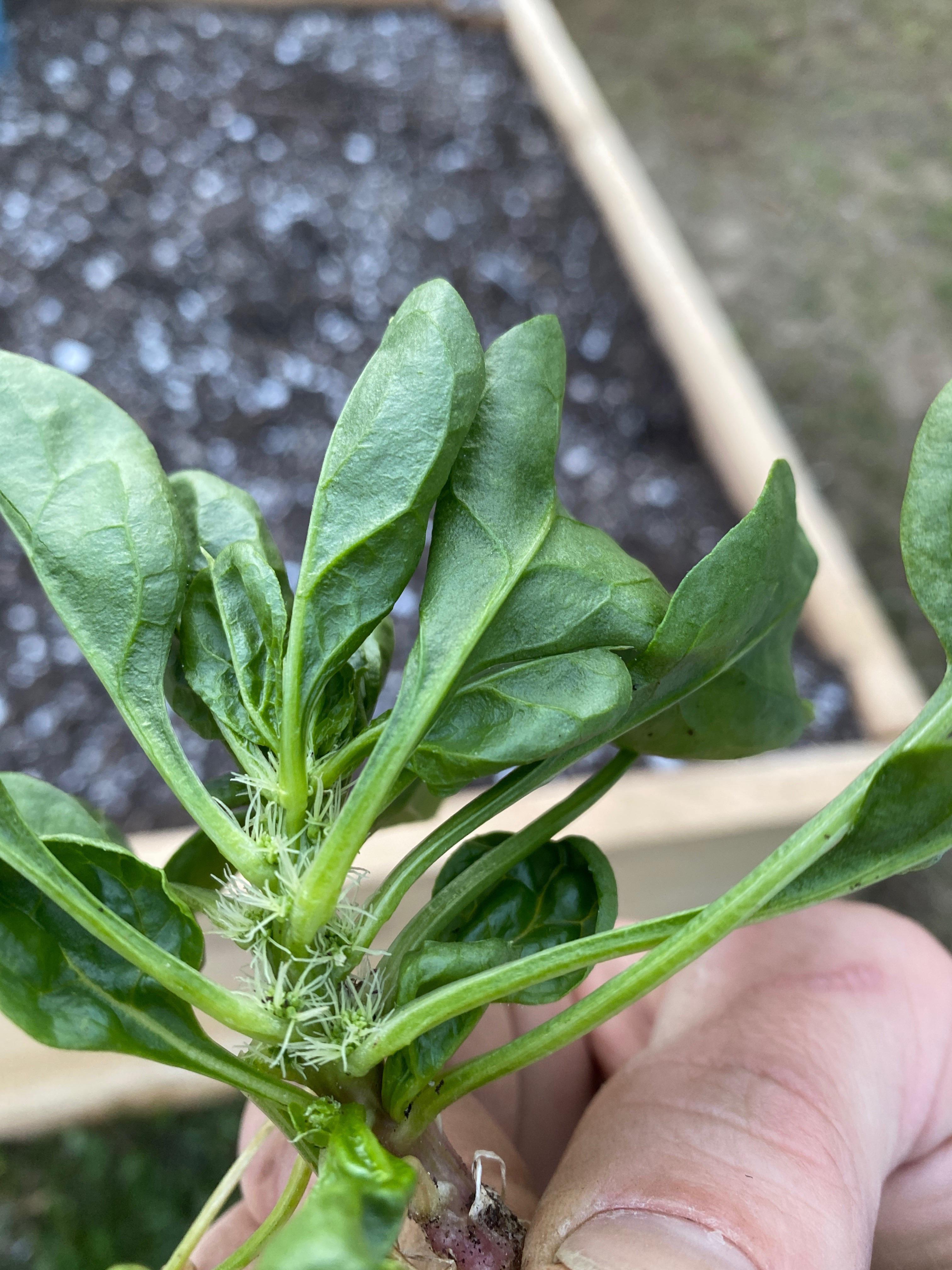 Why is my spinach plant growing all these little hairs? r/plantclinic