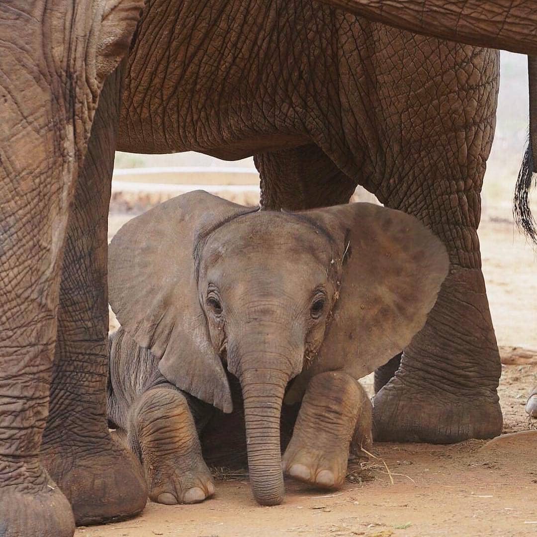 Getting some shade r/Elephants