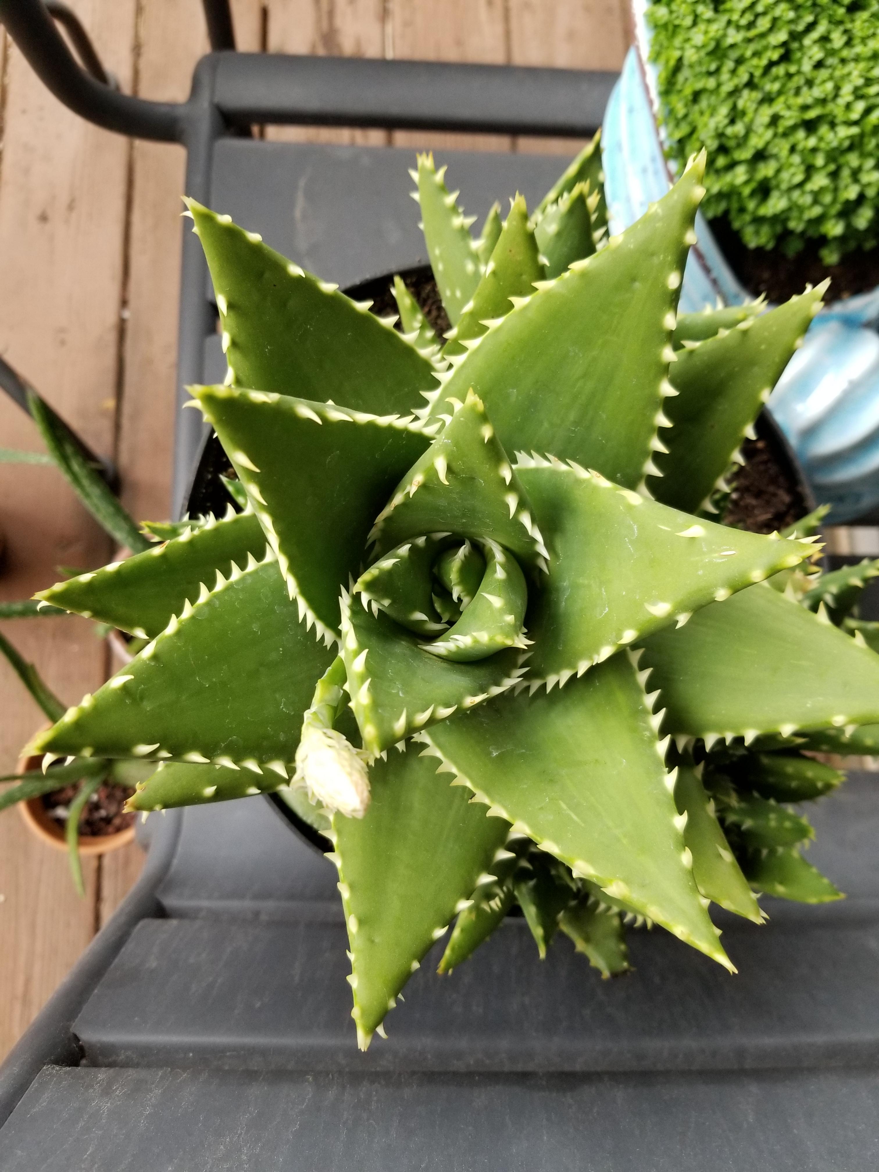 Aloe hybrid "TRex" r/succulents