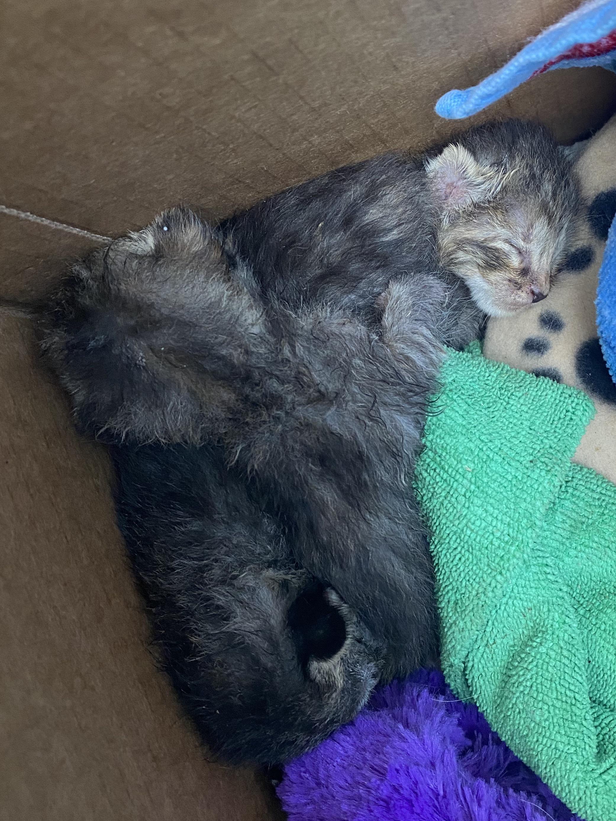 just picked up 3/6 littermates of approximately 89 day old bottle