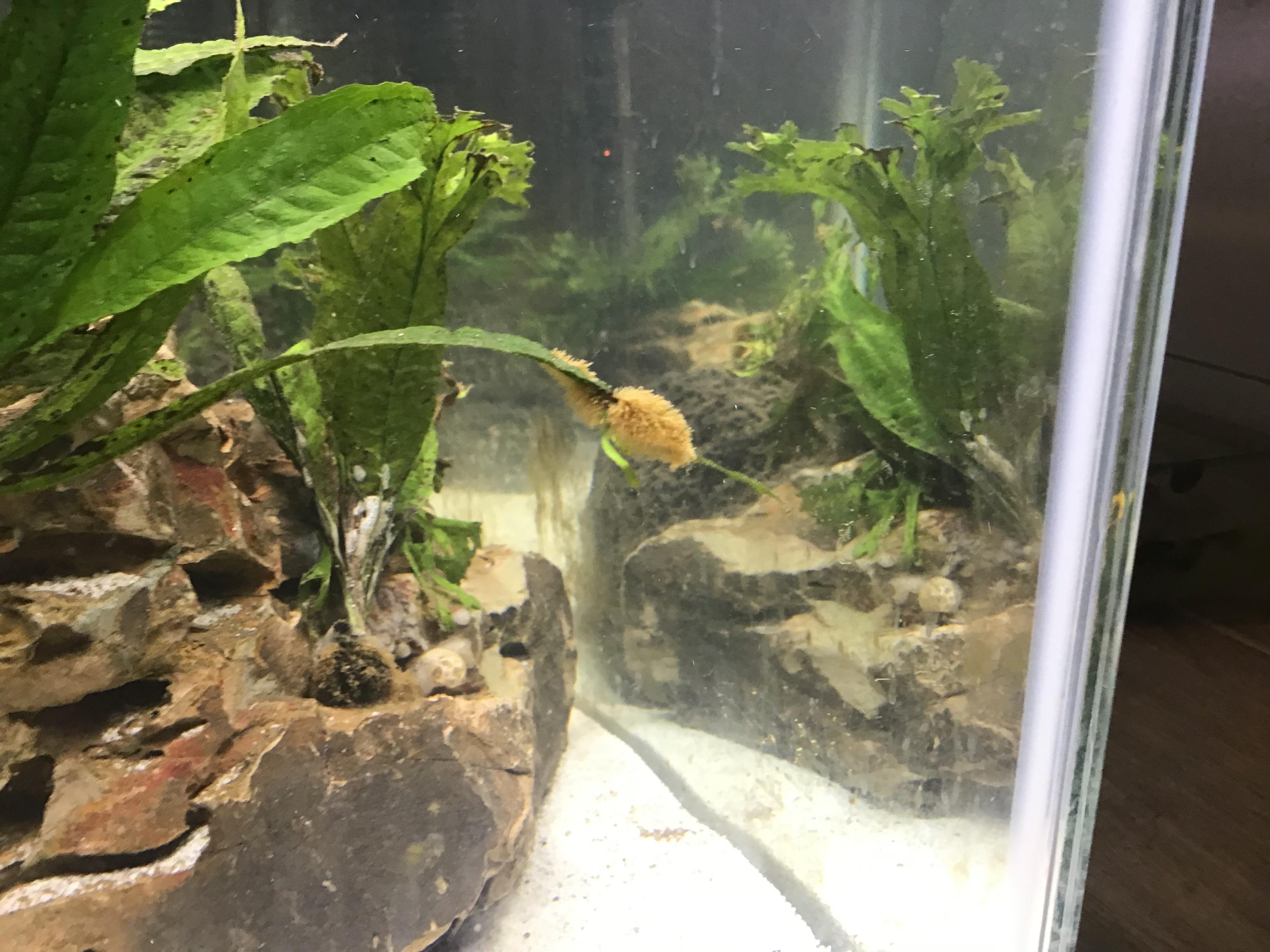 What is this growing on my Java fern? r/Aquariums