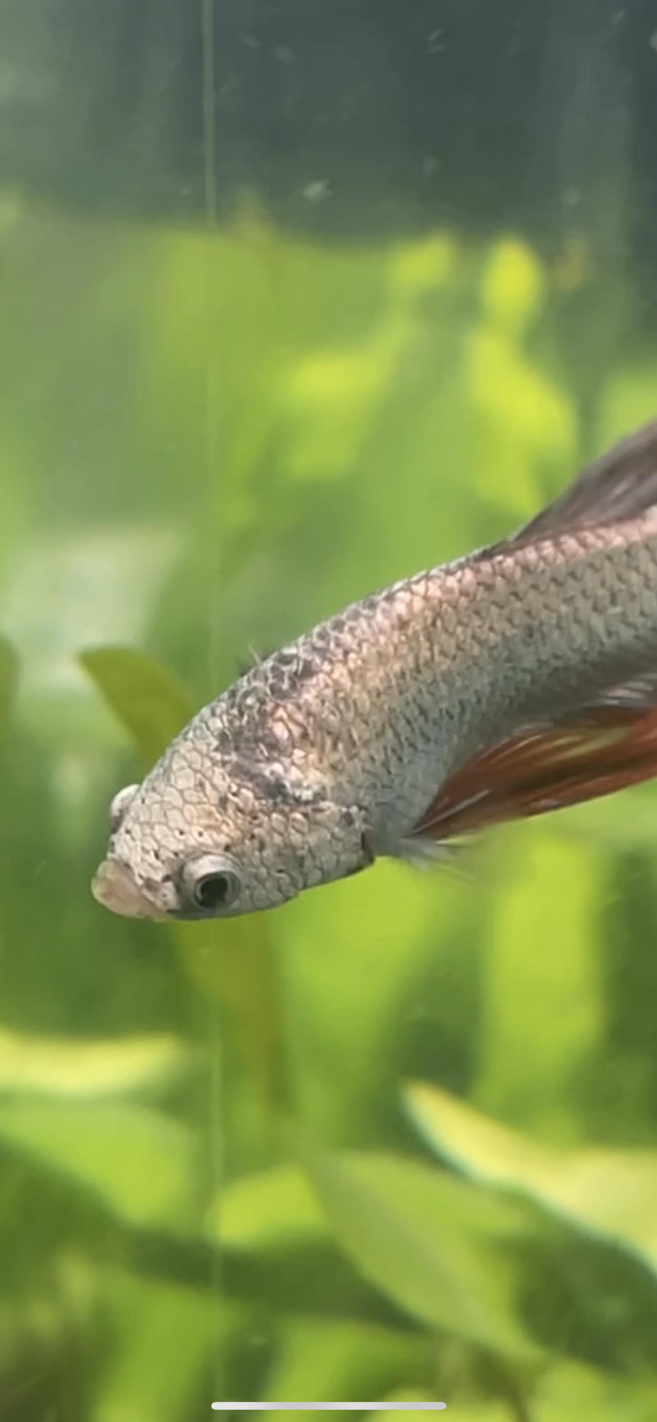 i think my betta fish has velvet! anyone help, how to treat / prevent