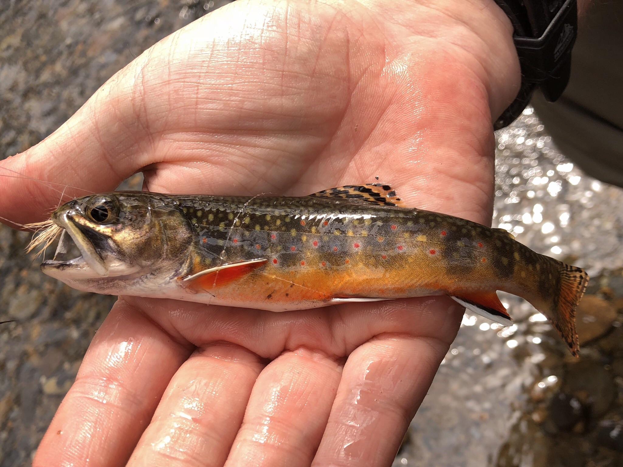Colorful Little Brook Trout from Great Smoky Mountain National Park, TN