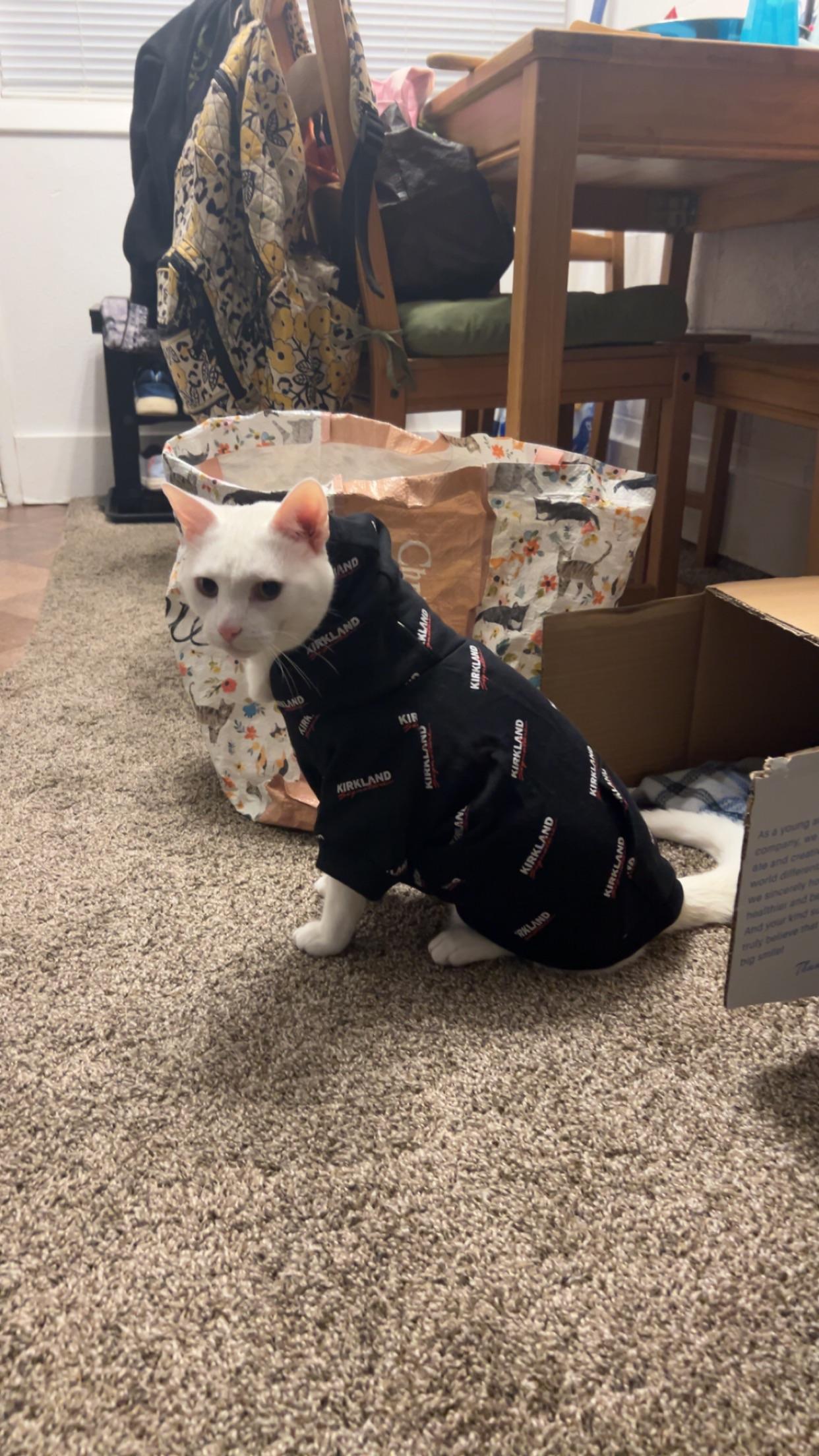 Cats love Costco hoodies too r/Costco