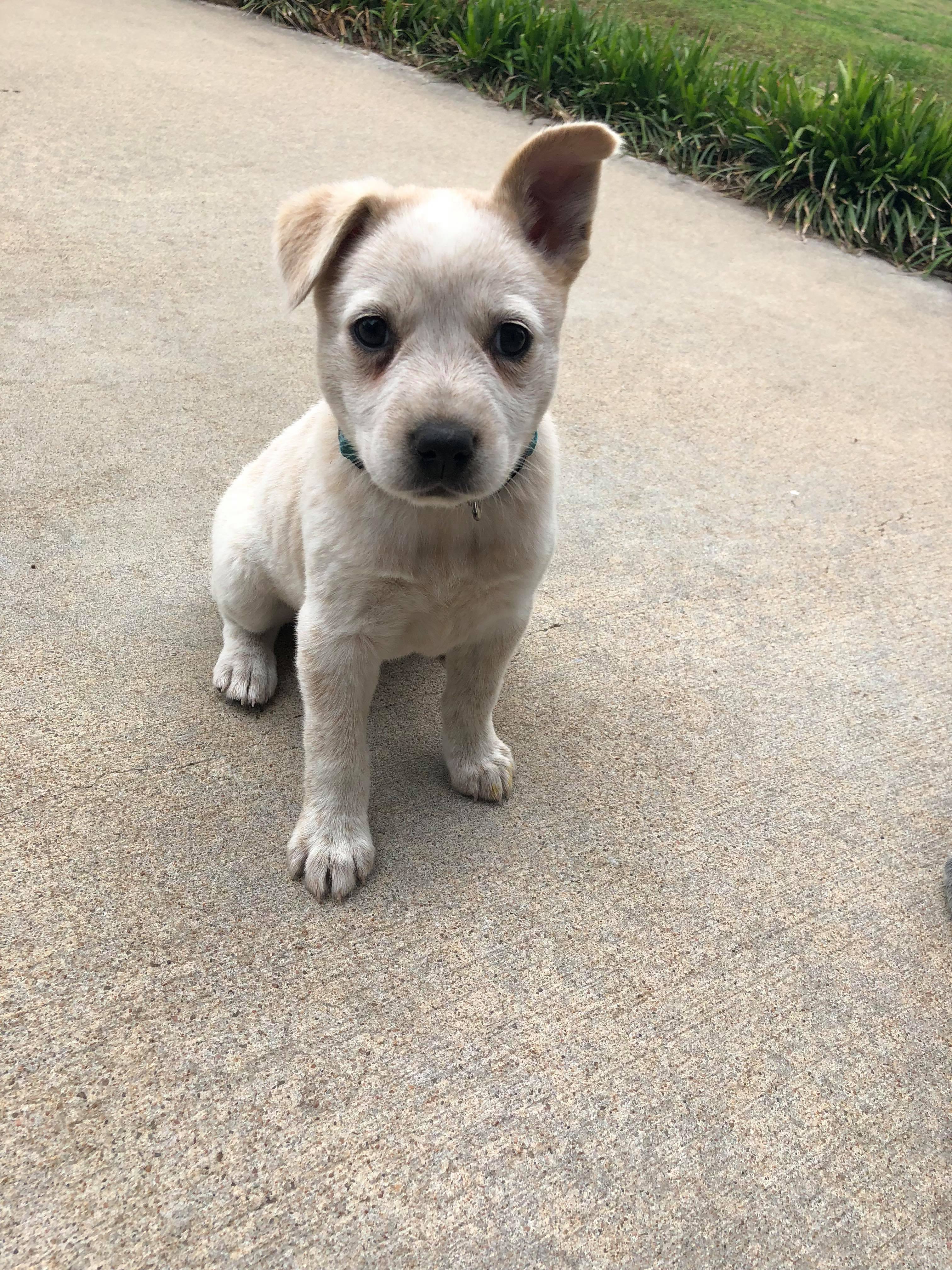 One ear up, one ear down. Meet my red heeler pup, Beatrice