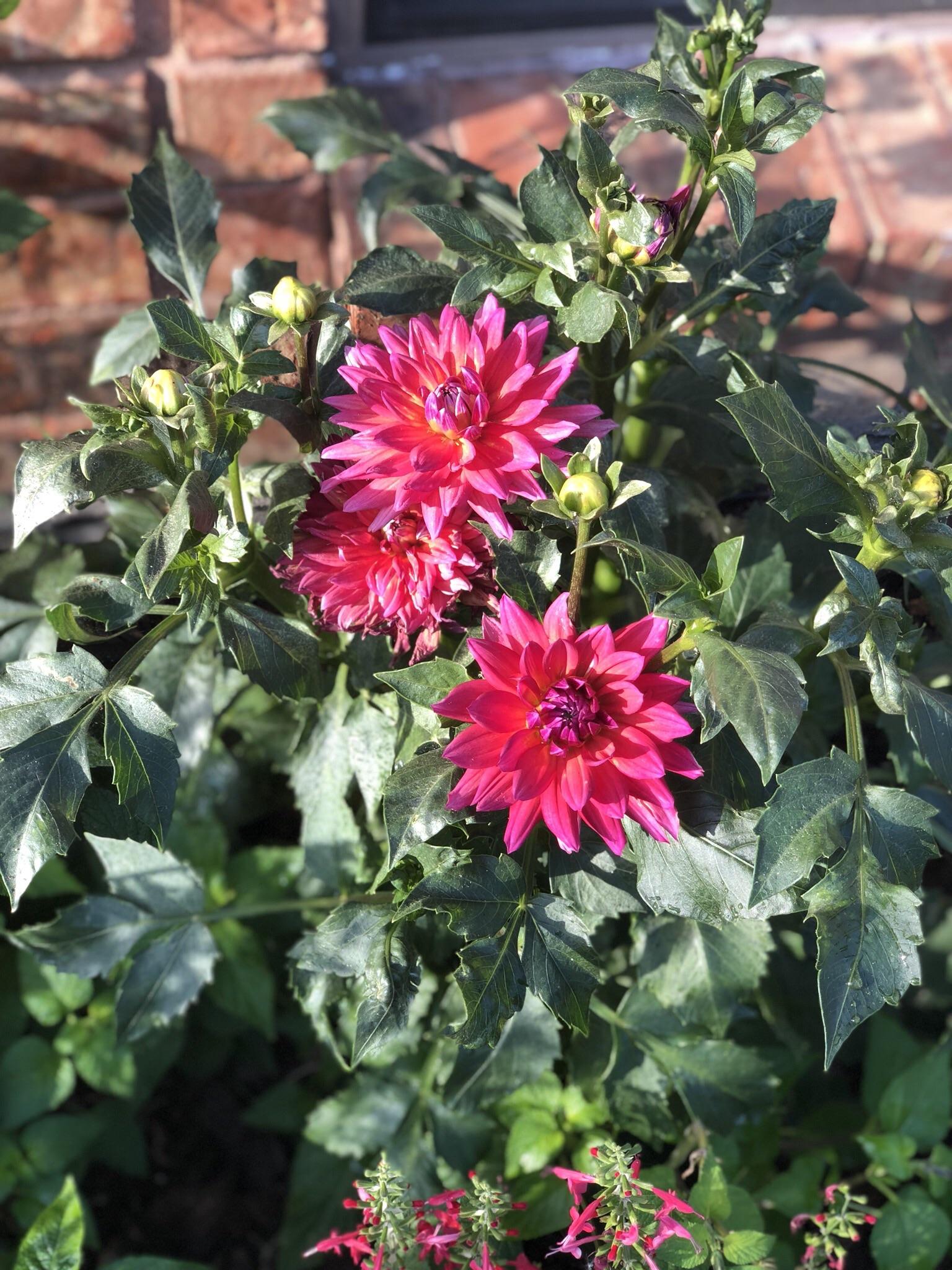 Who knew you could grow dahlias in North Texas! My beautiful firepots