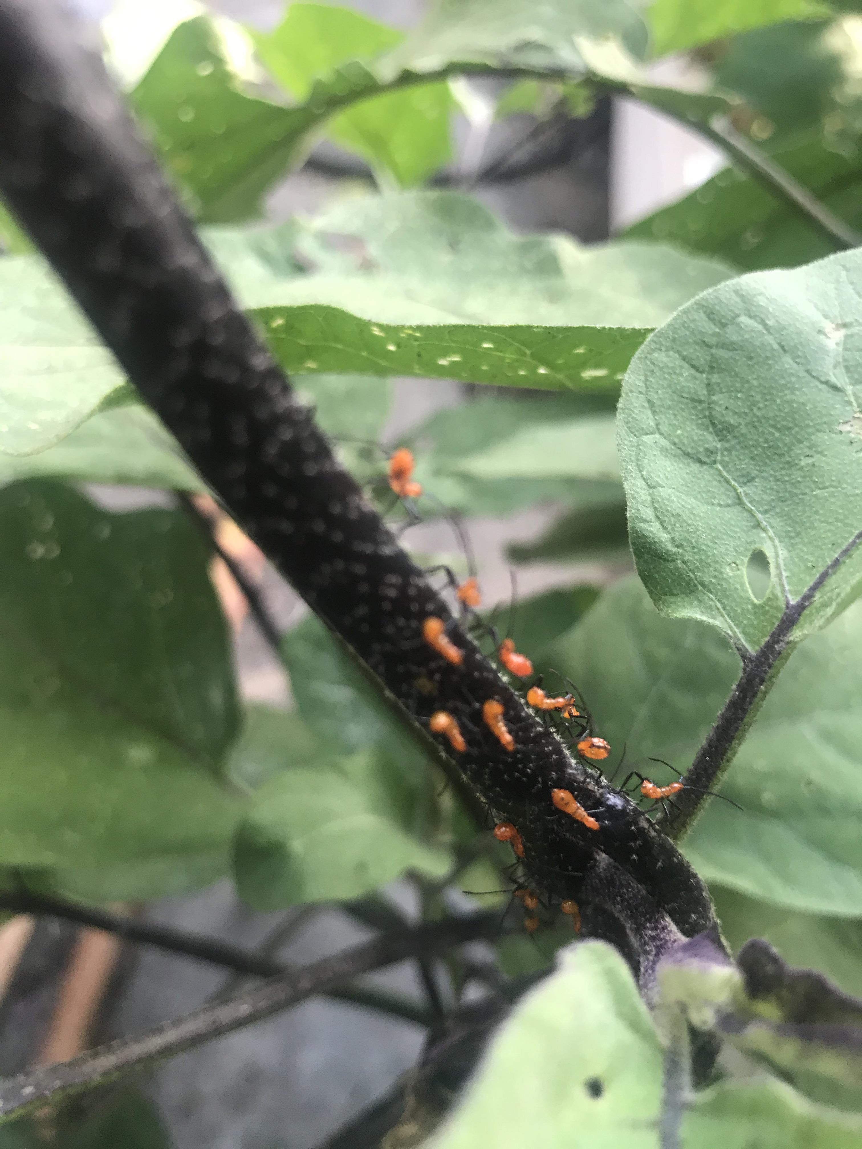 Saw these on my eggplant today, zone 8b. Not sure what they are or if