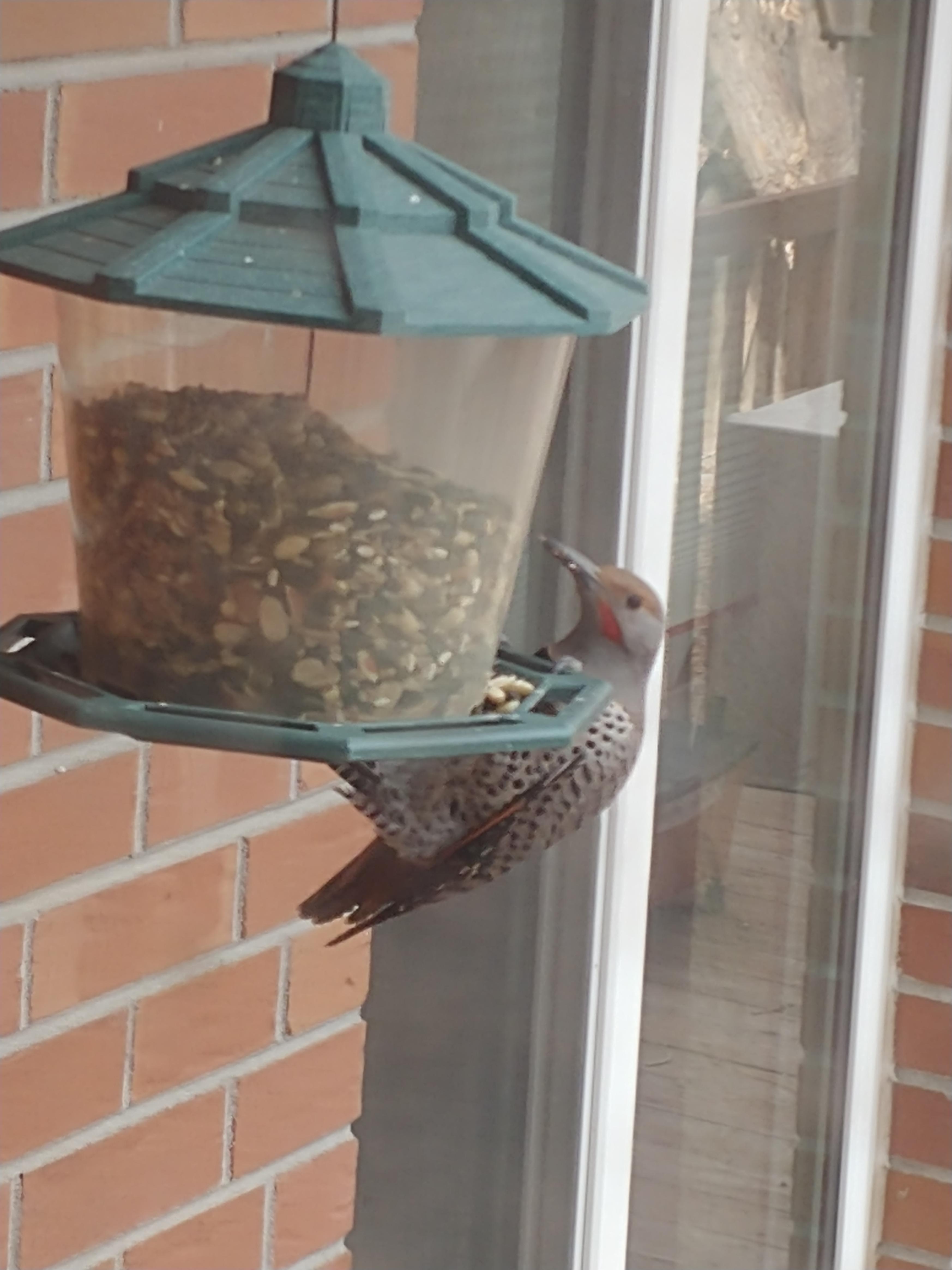New Guy at the Bird Feeder. Who is he? r/whatsthisbird