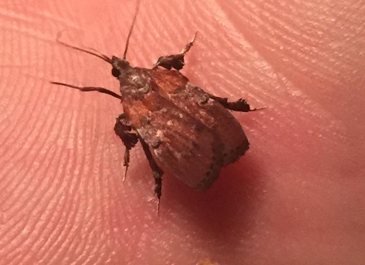 This bug landed on my hand (Atlanta, GA) whatsthisbug