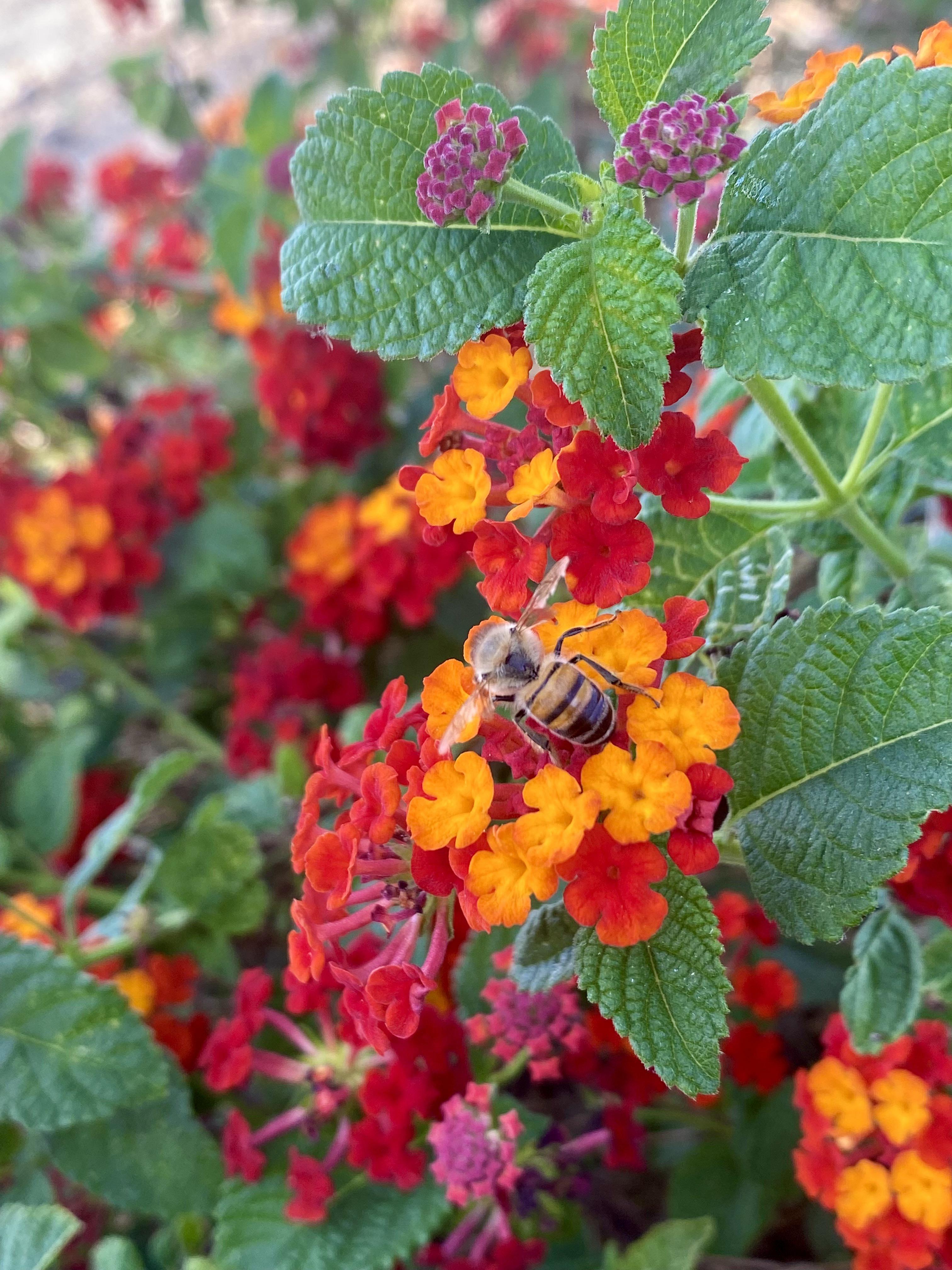 Lantana and little bee 🐝 r/BotanicalPorn