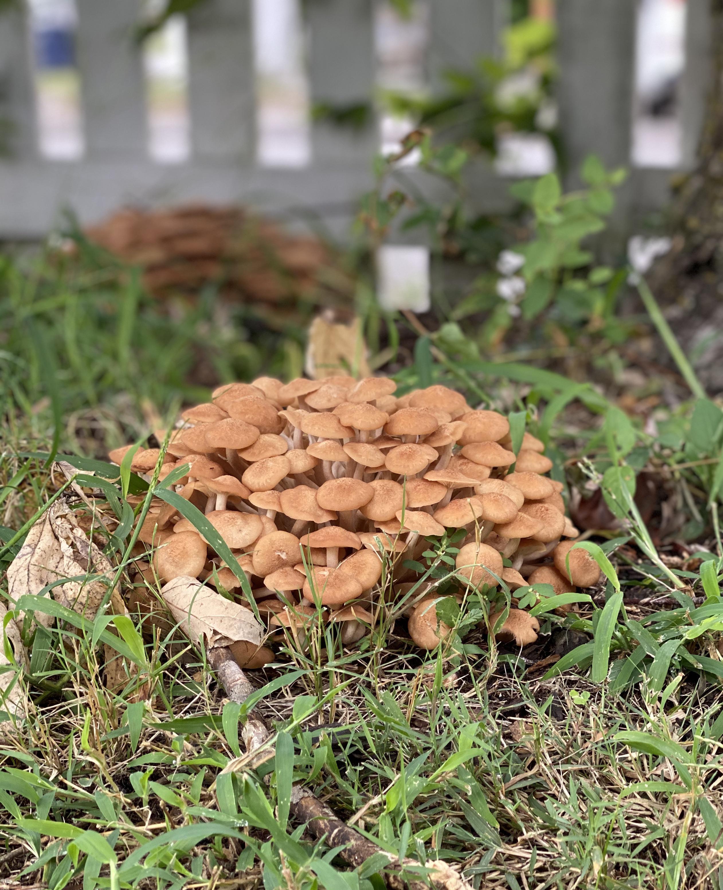 1 of 2 sets of Mushrooms growing in my yard anyone know what kind it