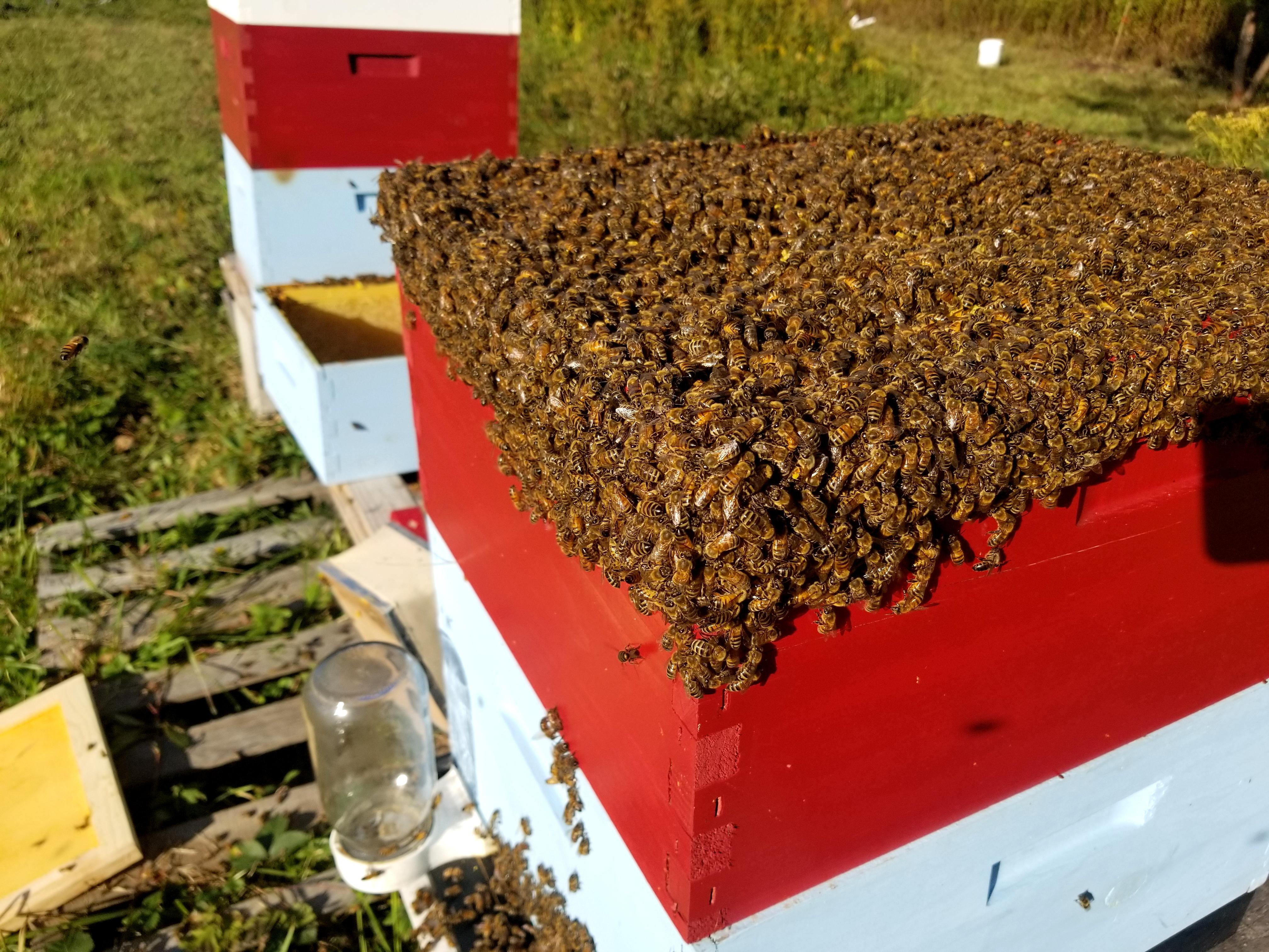 Just pulled my honey supers... Will all these bees fit back into two