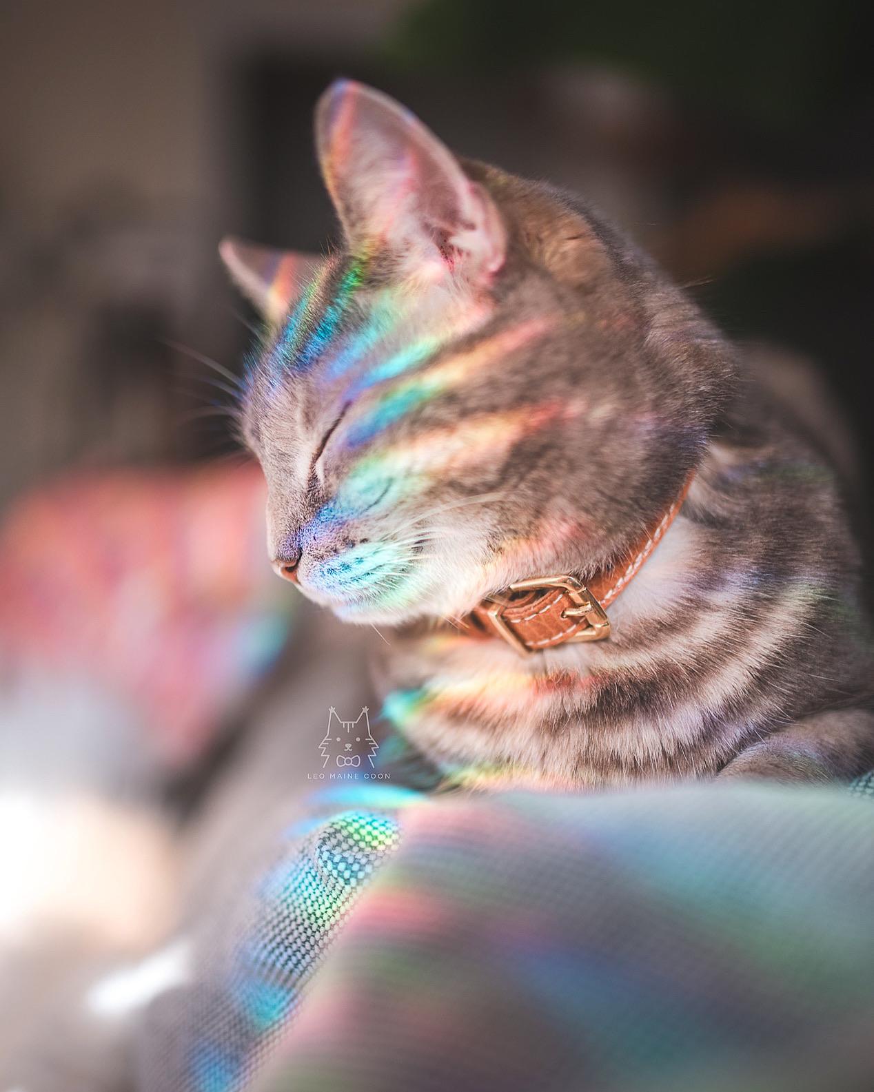 Zen kitty 🌈 r/aww