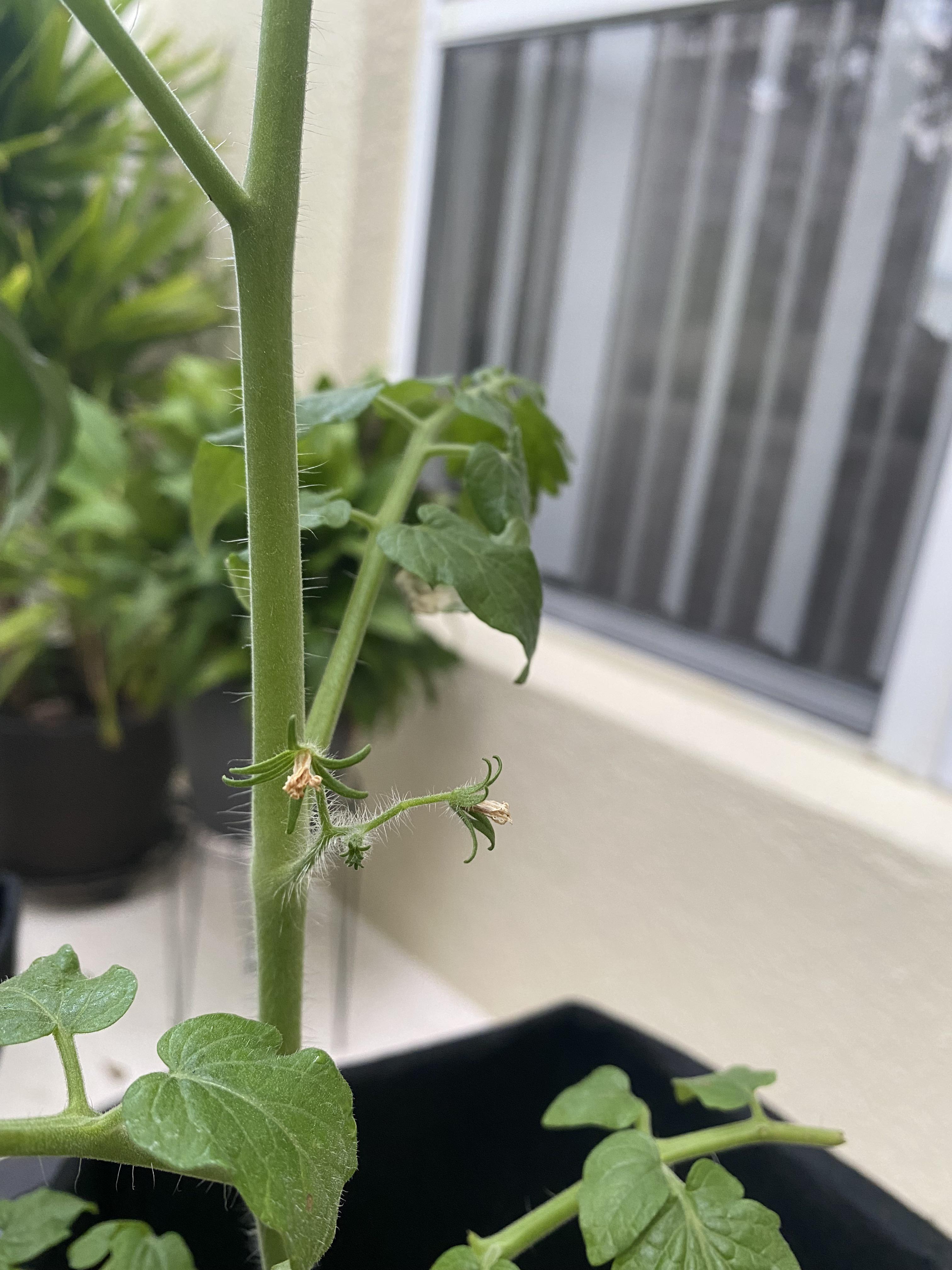 Is my cherry tomato plant dying? r/vegetablegardening