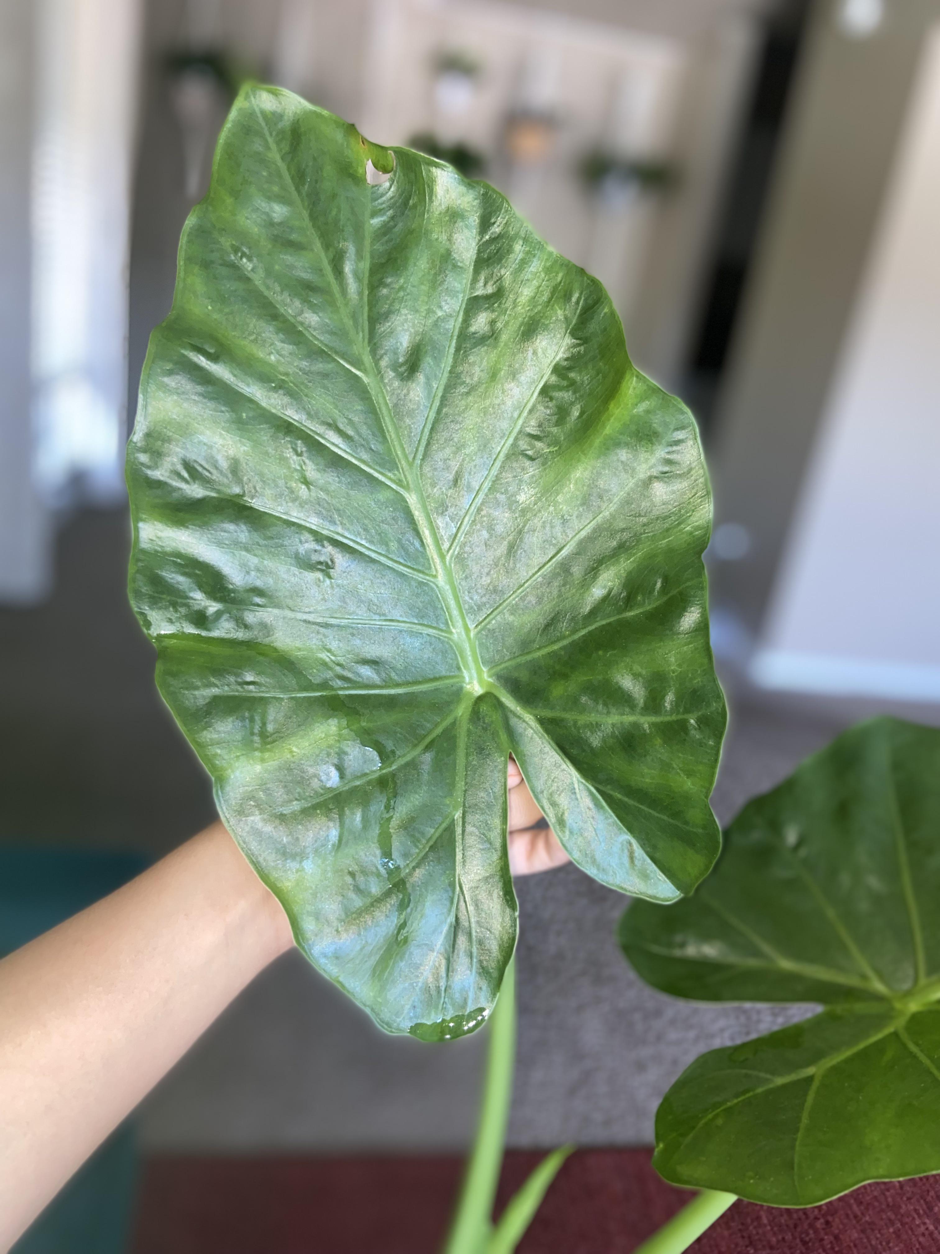 Recently I noticed my elephant ears had been dripping water.. & with