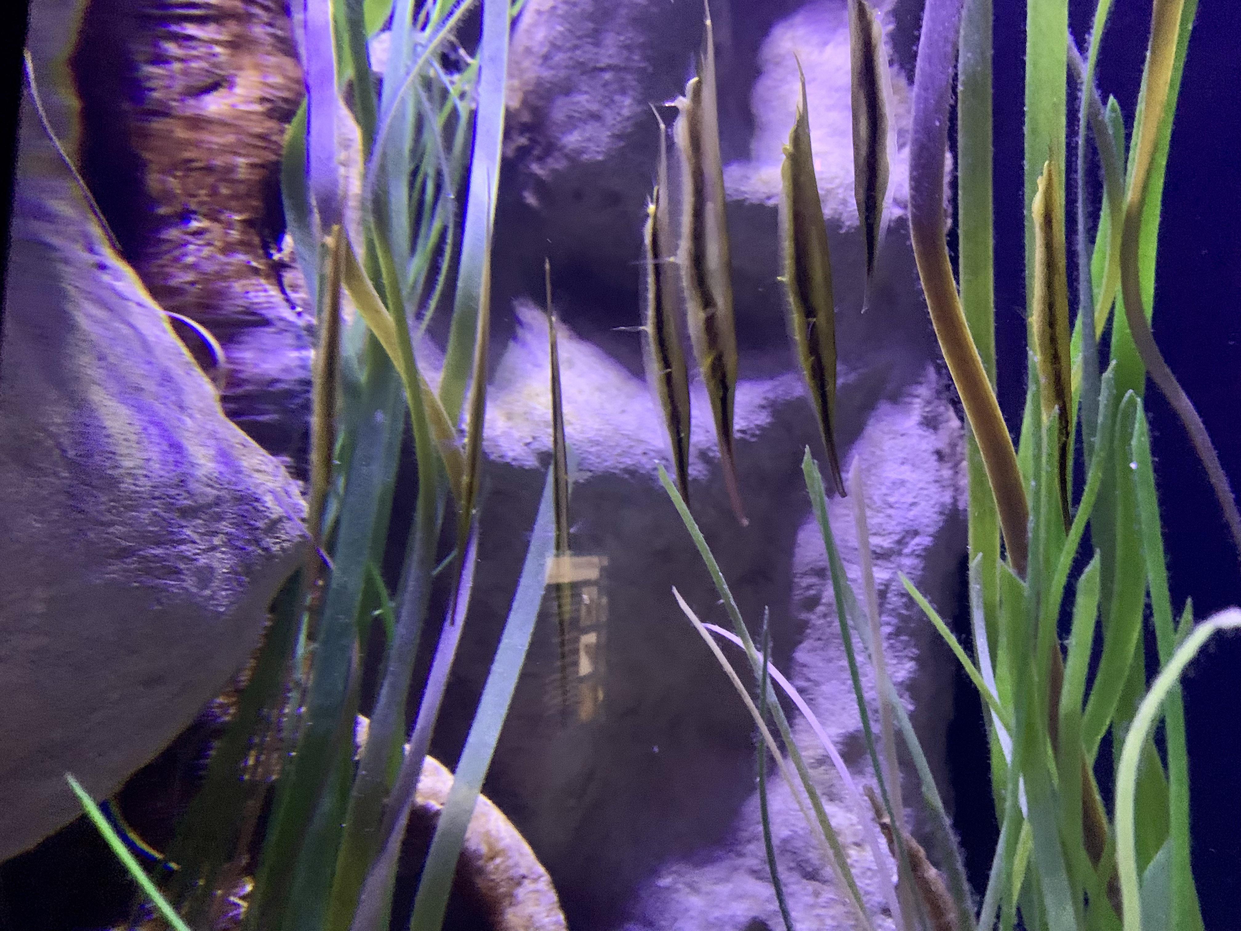 What the heck are these? I’ve been looking up “fish that look like