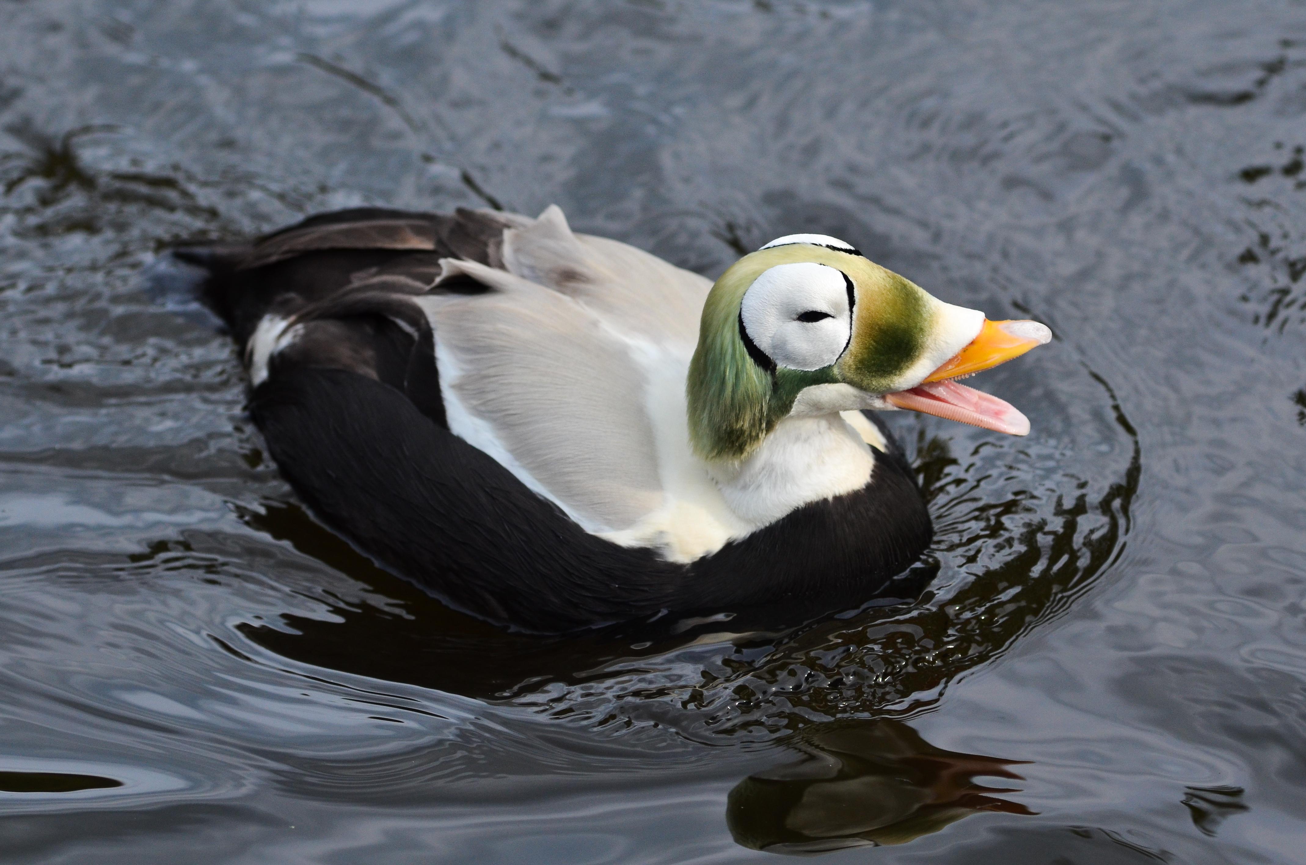 The Spectacled Eider, a sea duck that ranges from the coasts of Alaska