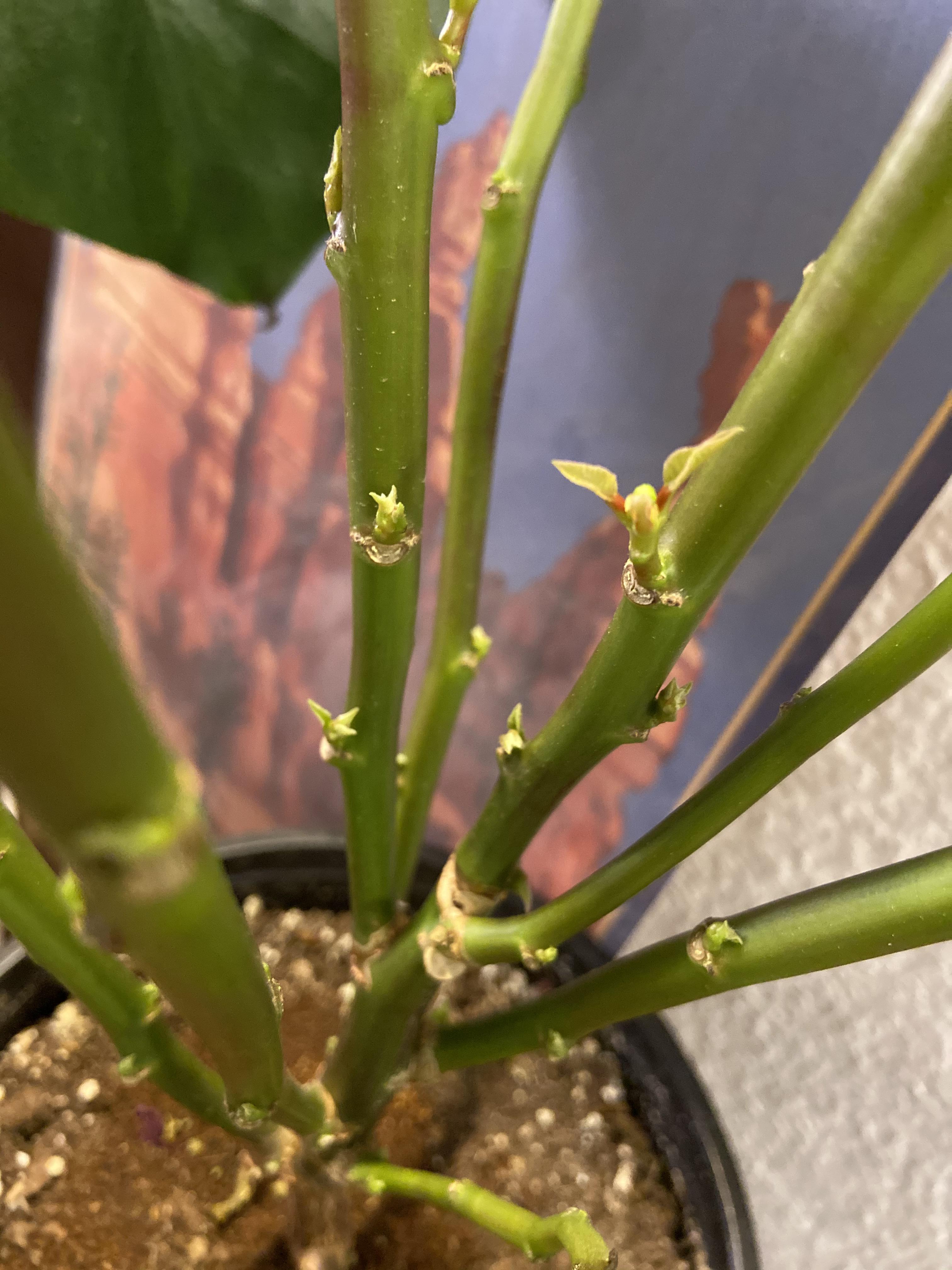 All of the leaves fell off of this poinsettia I rescued from work that