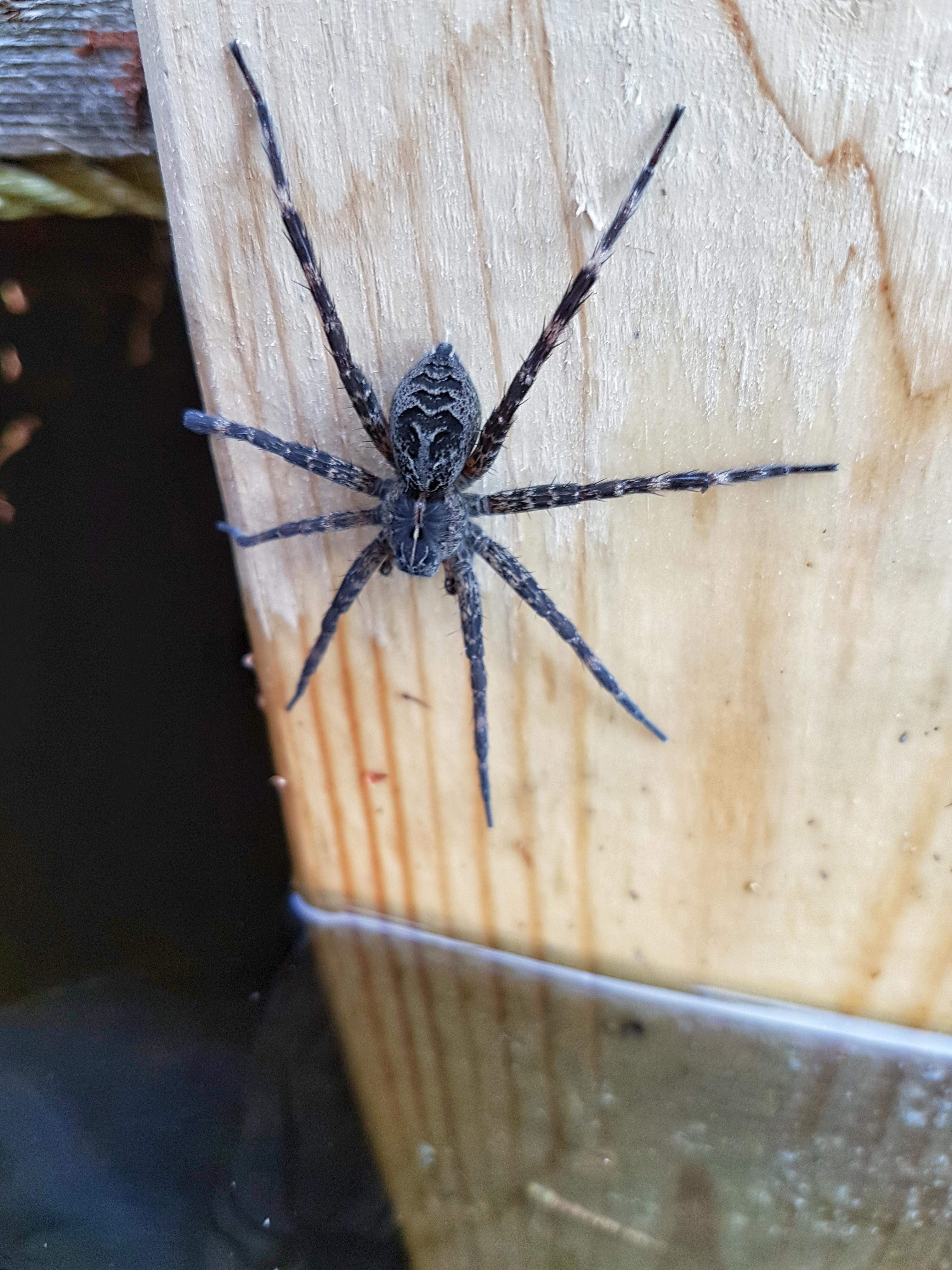 Beautiful dock spider (Ontario Canada) r/arachnids