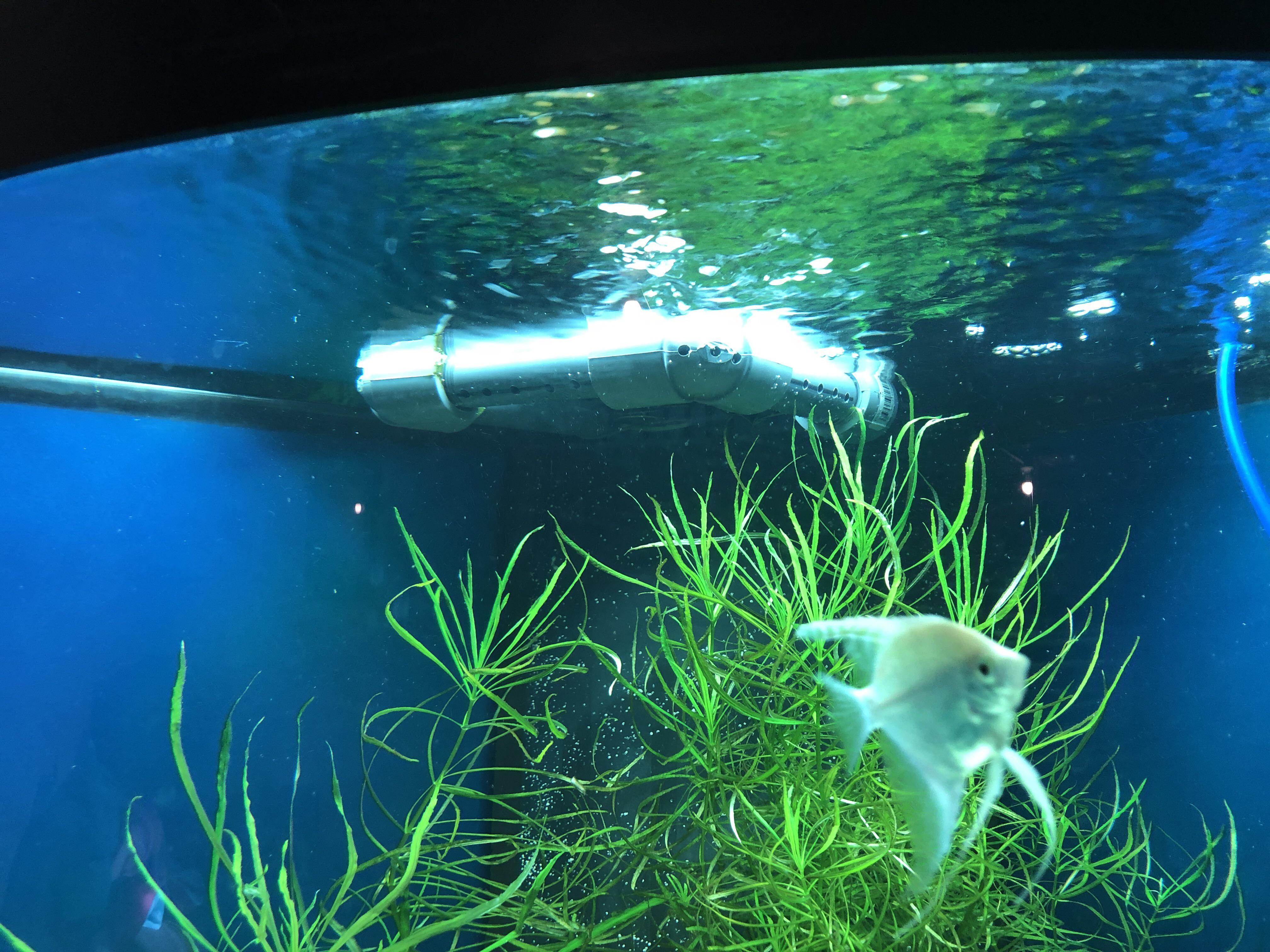 Diy spray bar off sump return and my angel says hello. 55g corner. r