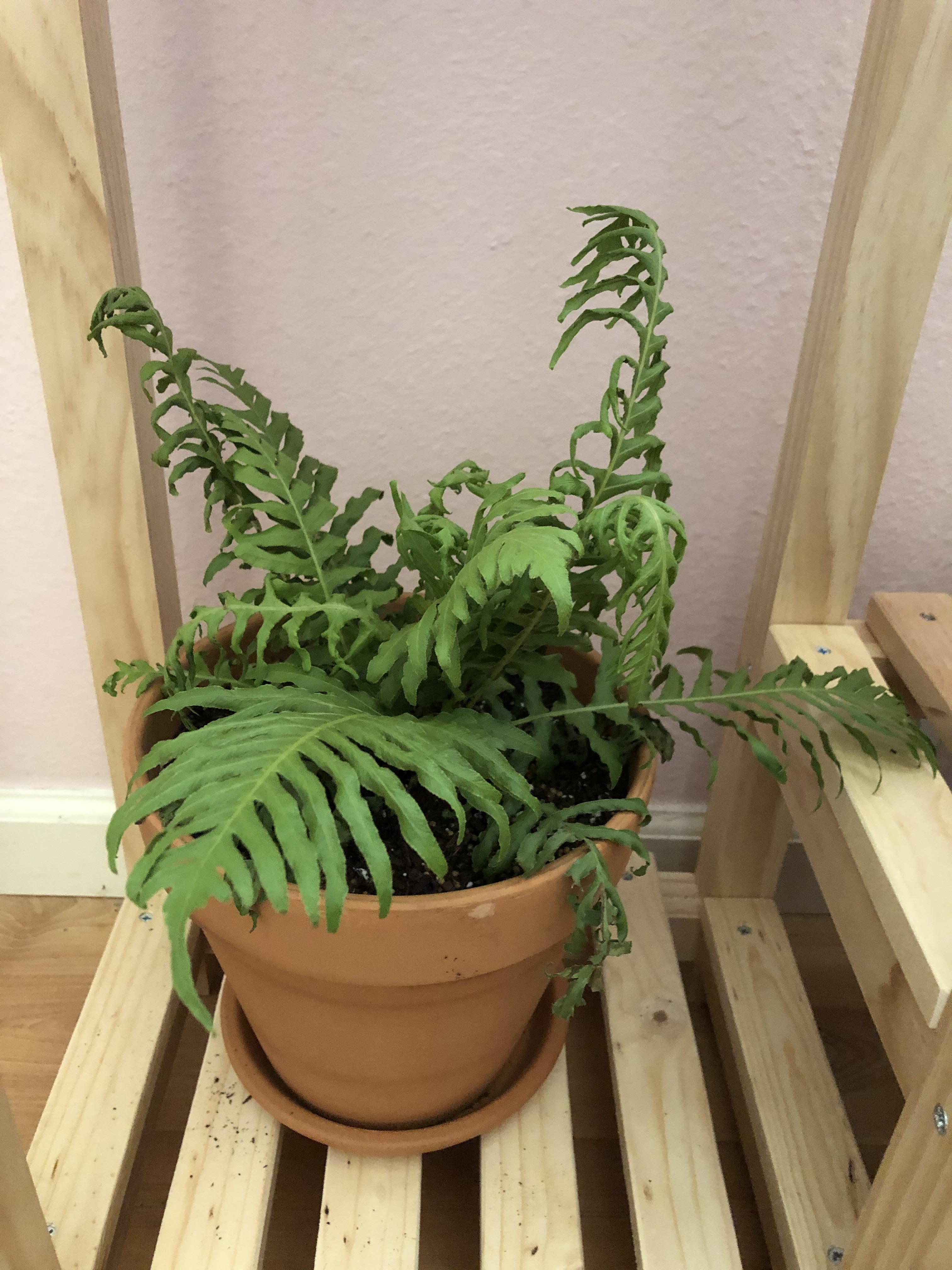Top 6 Reasons Why Fern Leaves Are Curling Up