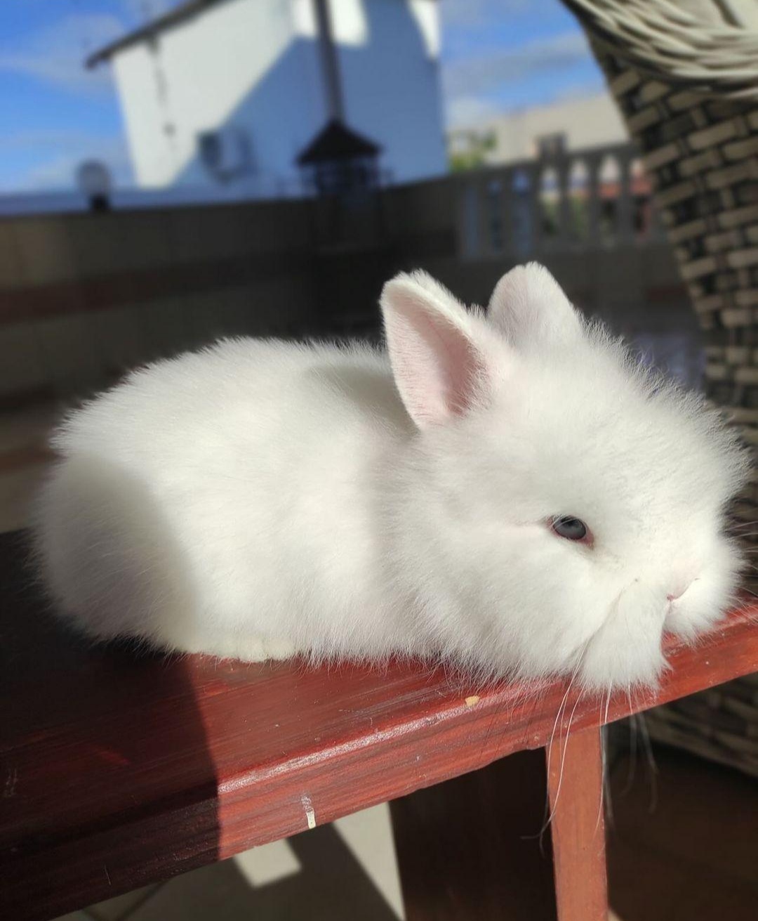 Lionheads MH HOMESTEAD atelieryuwa.ciao.jp