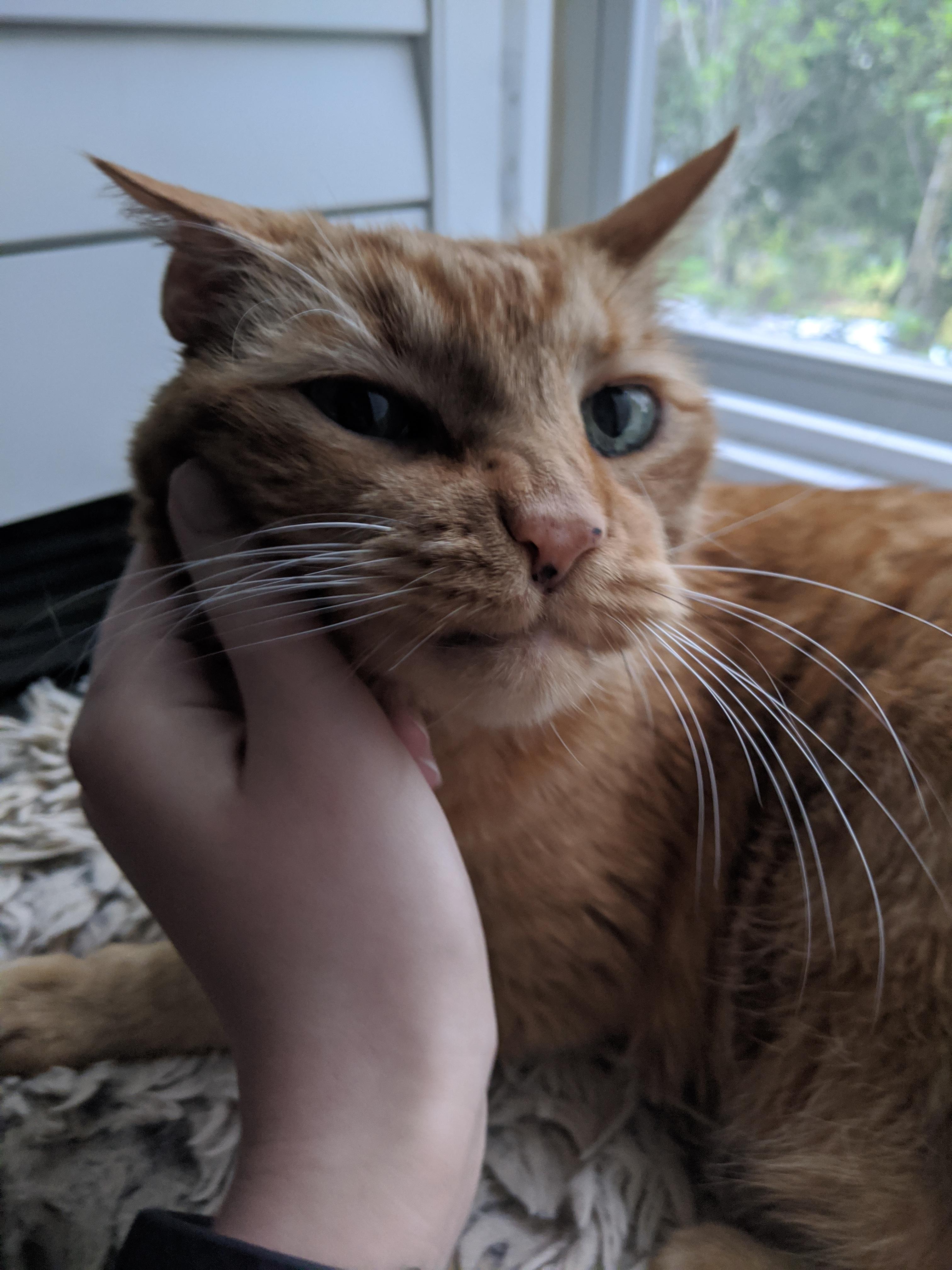 Just wanted to share a cute picture of my big boy Jake (named after