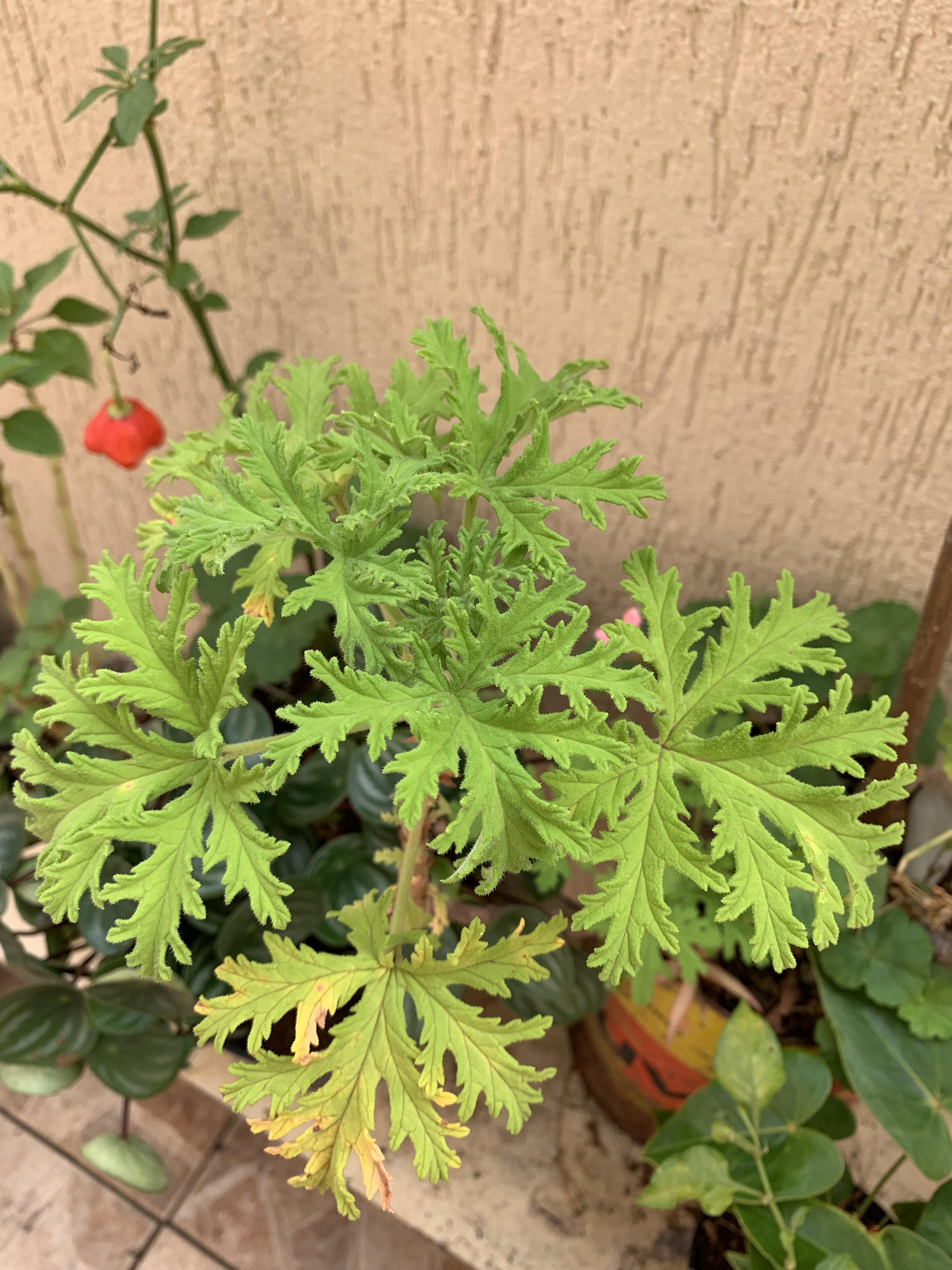 Any idea on this one? BTW smells like eucalyptus r/whatsthisplant