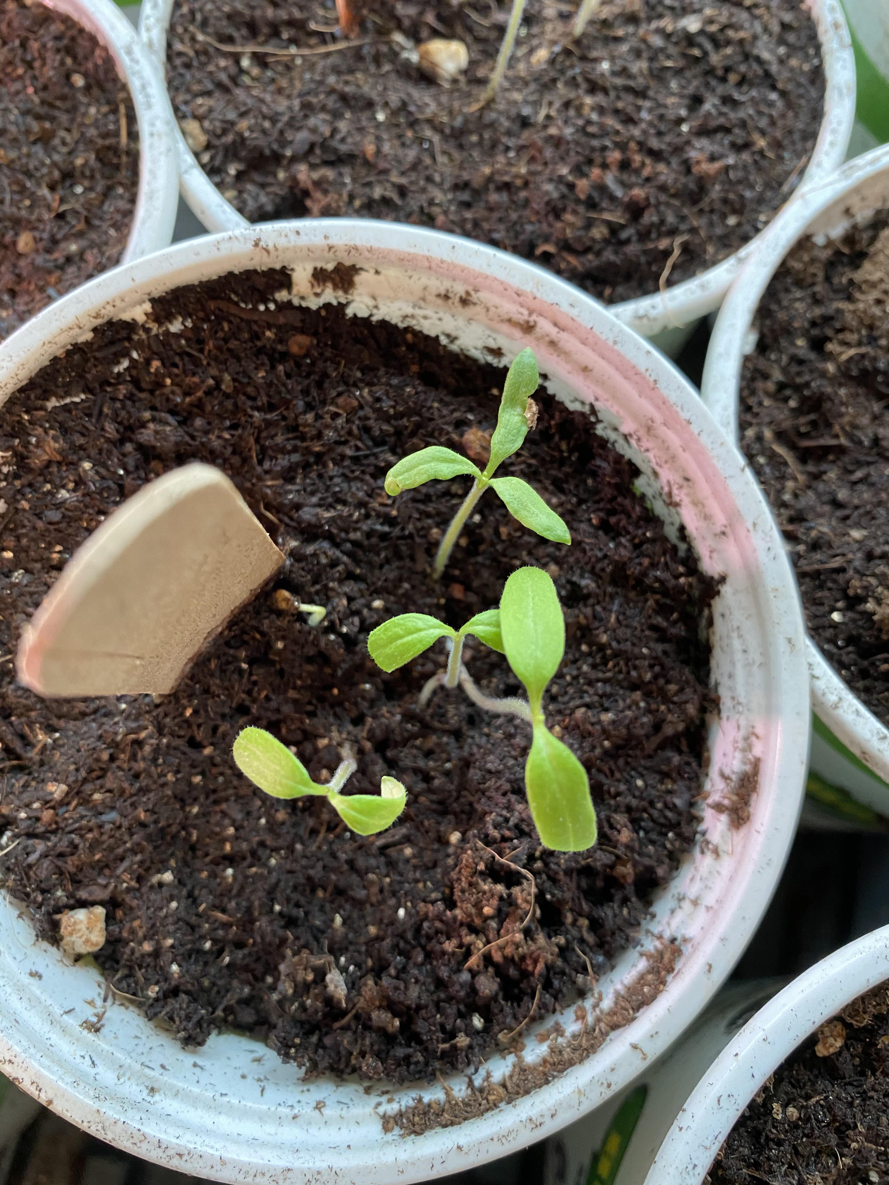 Mutant? Brandywine tomato seedling with three leaves r/gardening