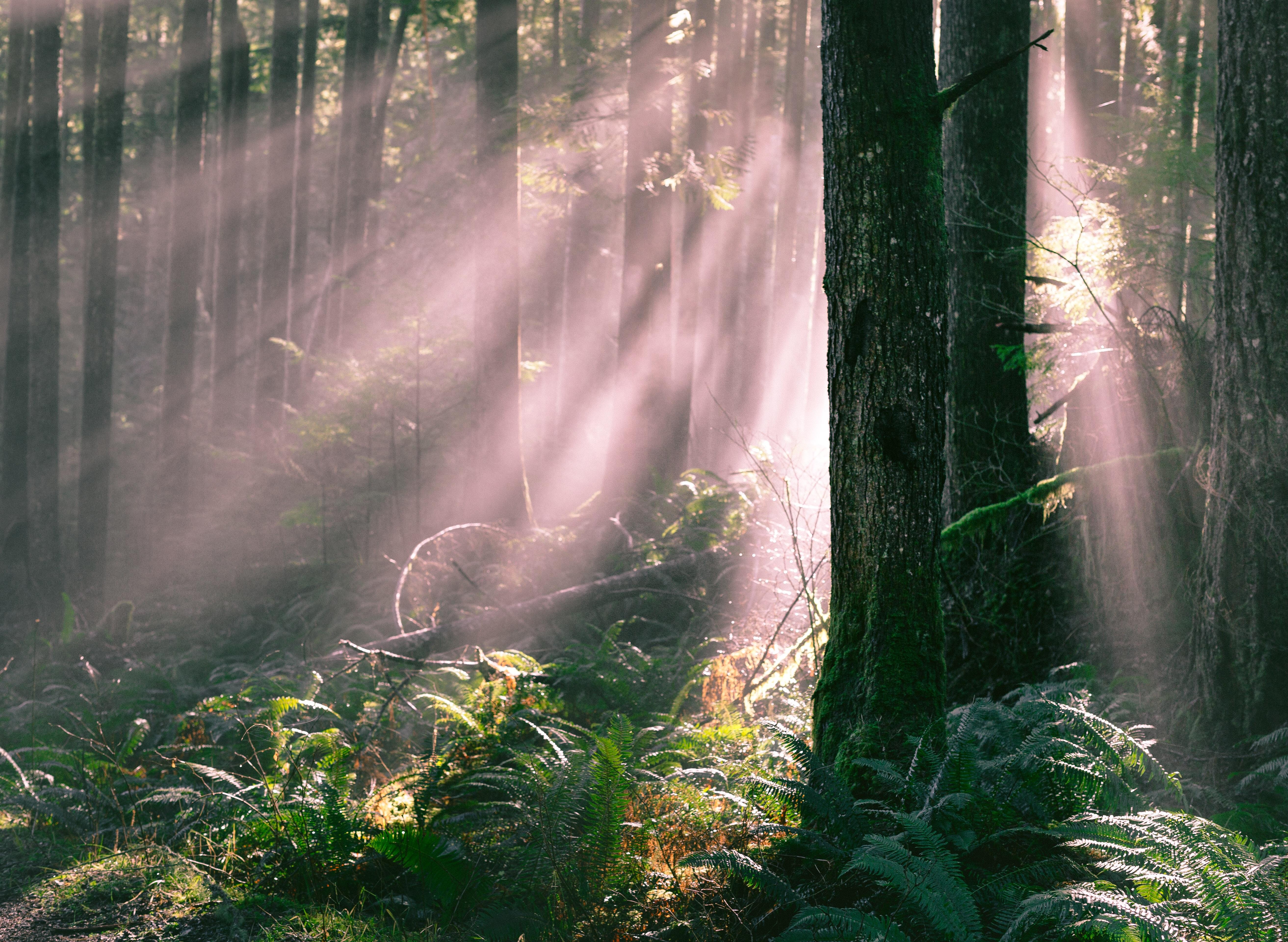 Light beams just after sunrise in the Mount Baker National Forest, WA