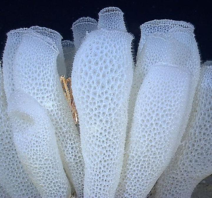 🔥 A group of Venus flower baskets, Euplectella aspergilum. Its a marine